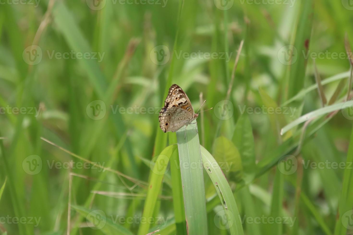 Small Tropical Butterfly on a leaf photo