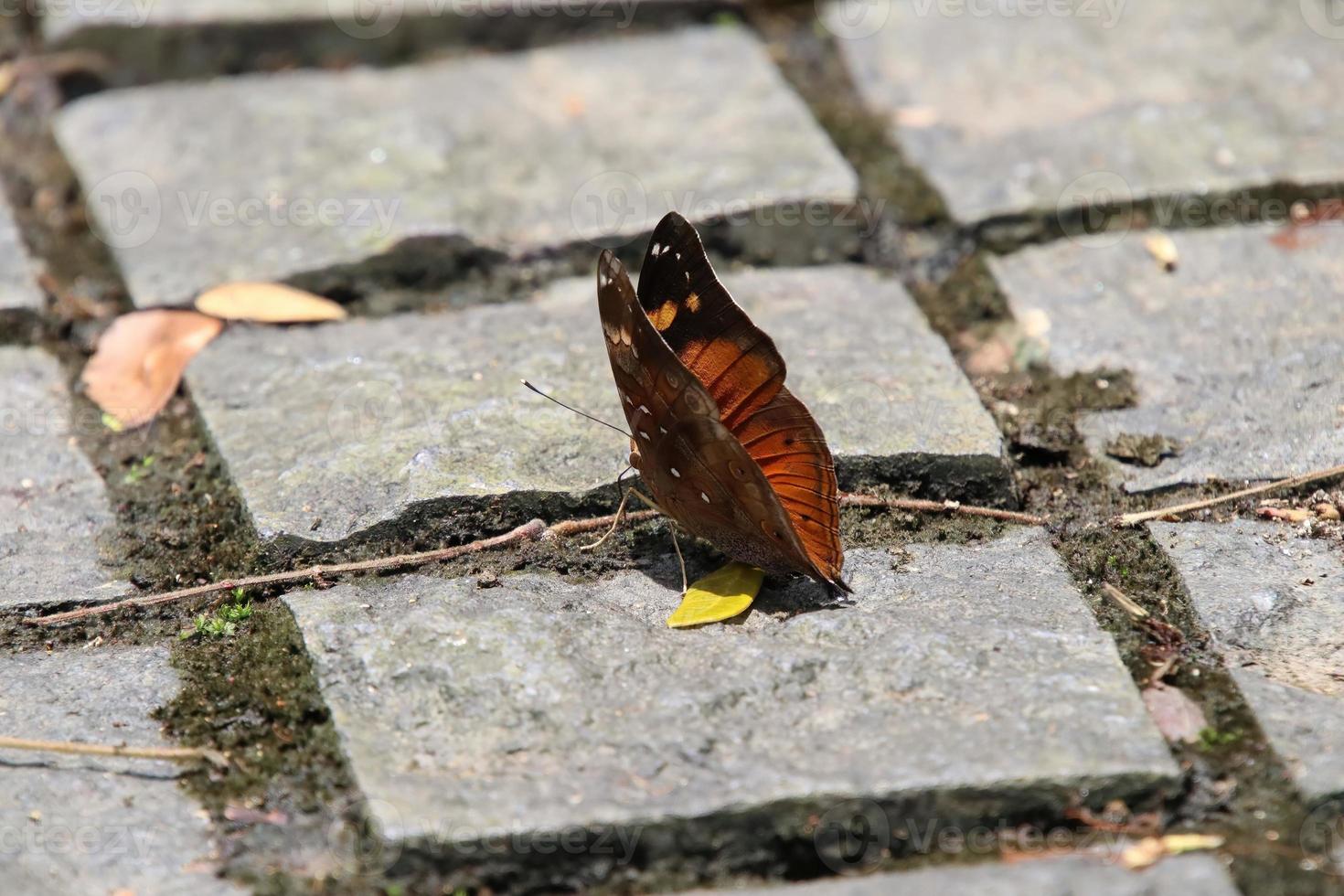 Autumn Leaf Butterfly on the ground under the sun photo