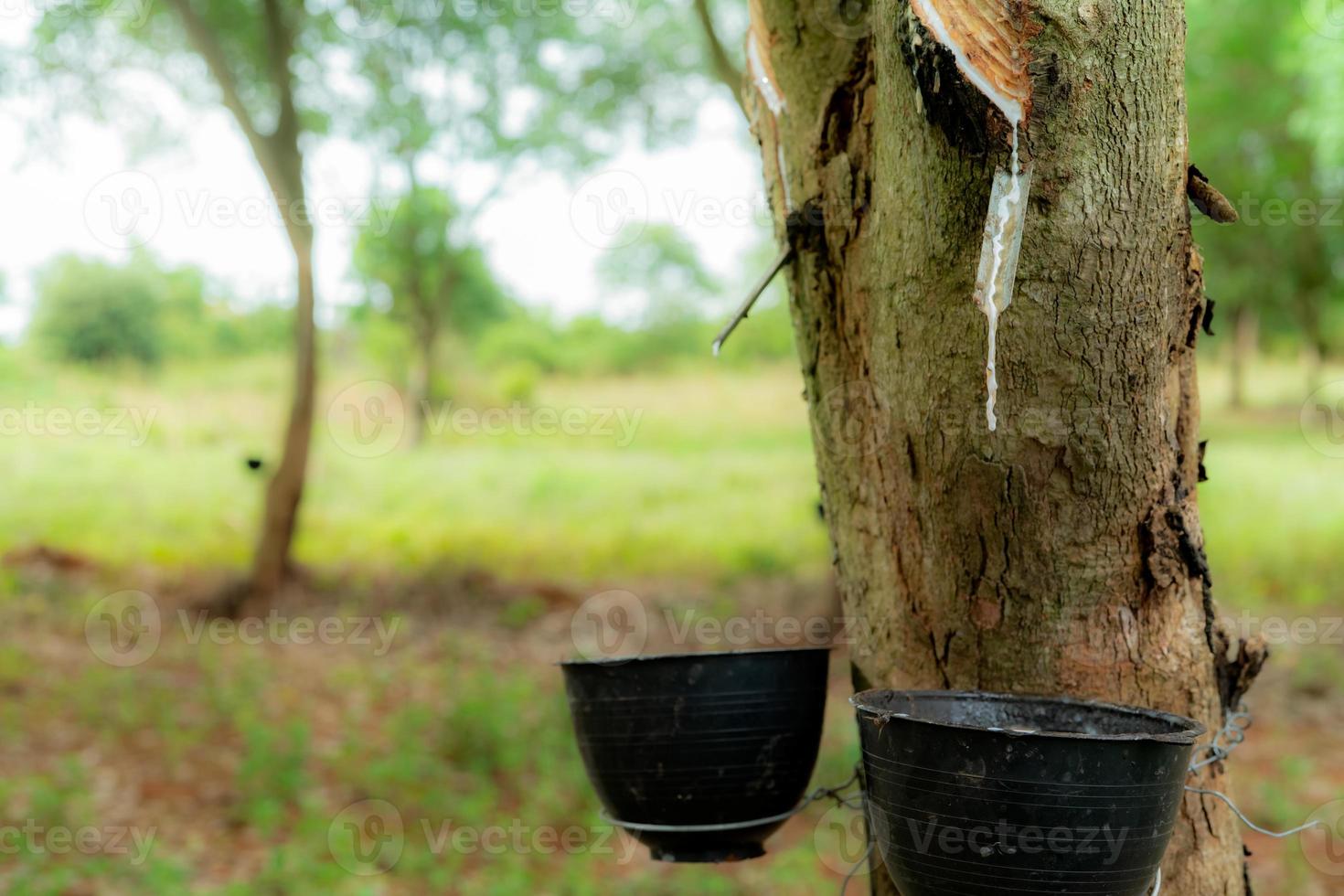 Rubber tapping in rubber tree garden. Natural latex extracted from para rubber plant. Rubber tree plantation. The milky liquid or latex oozes from wound of tree bark. Latex collect in small bucket. photo