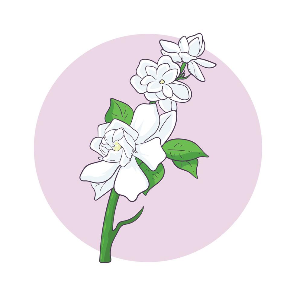 hand drawn jasmine flower vector