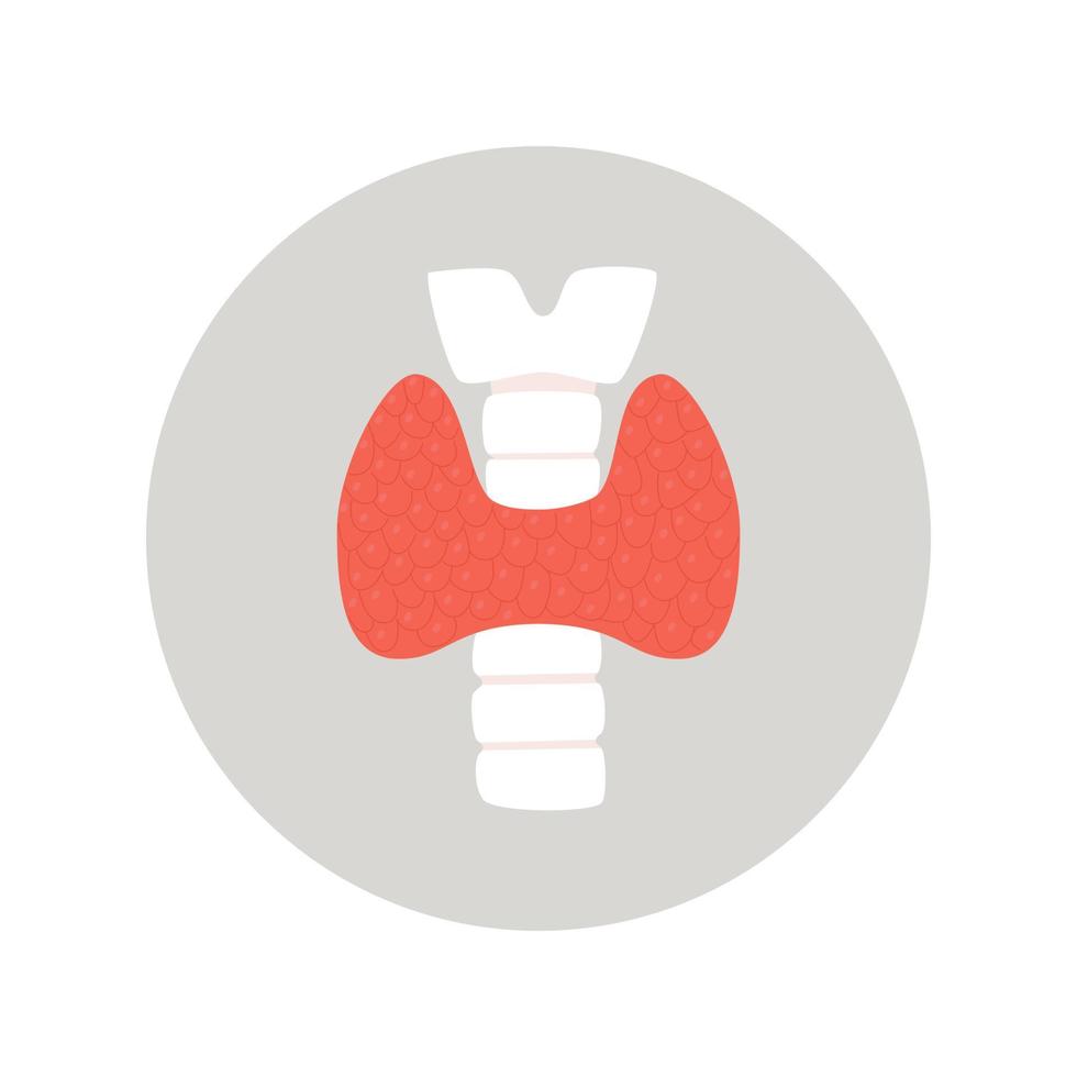 Thyroid gland, endocrinology system symbol, organ responsible for hormone production vector