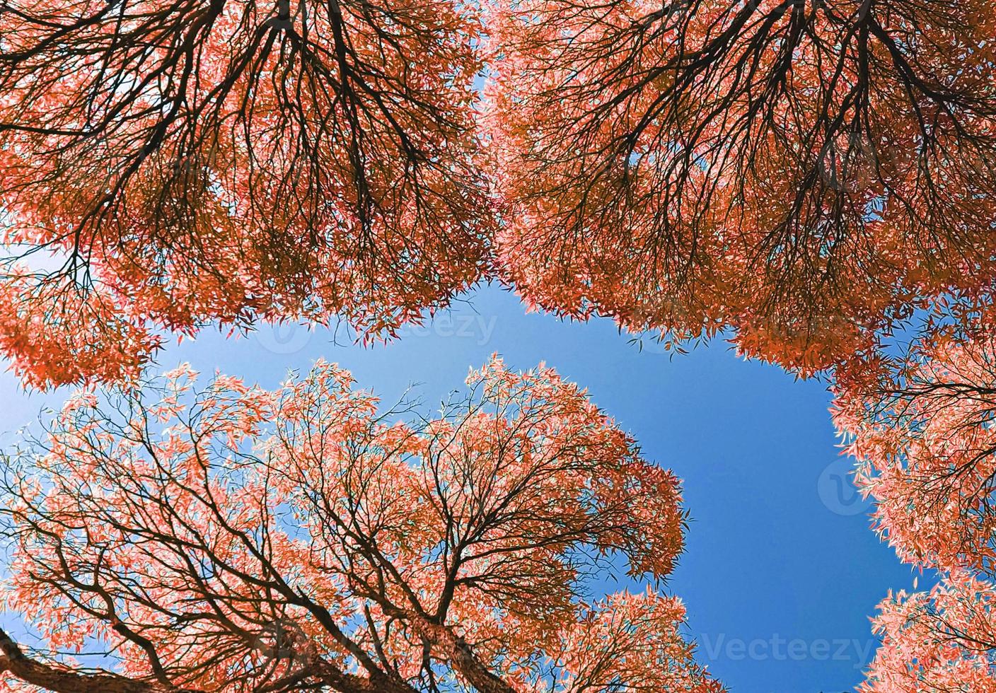 Bottom view of red tall tree crowns against blue sky. Natural autumnal background. photo