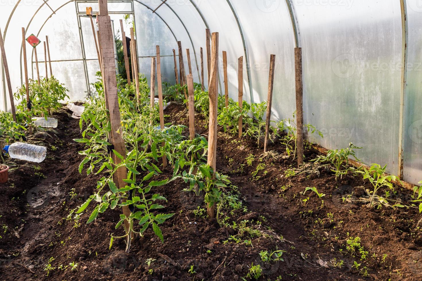 Tomatoes ripening on hanging stalk in greenhouse photo