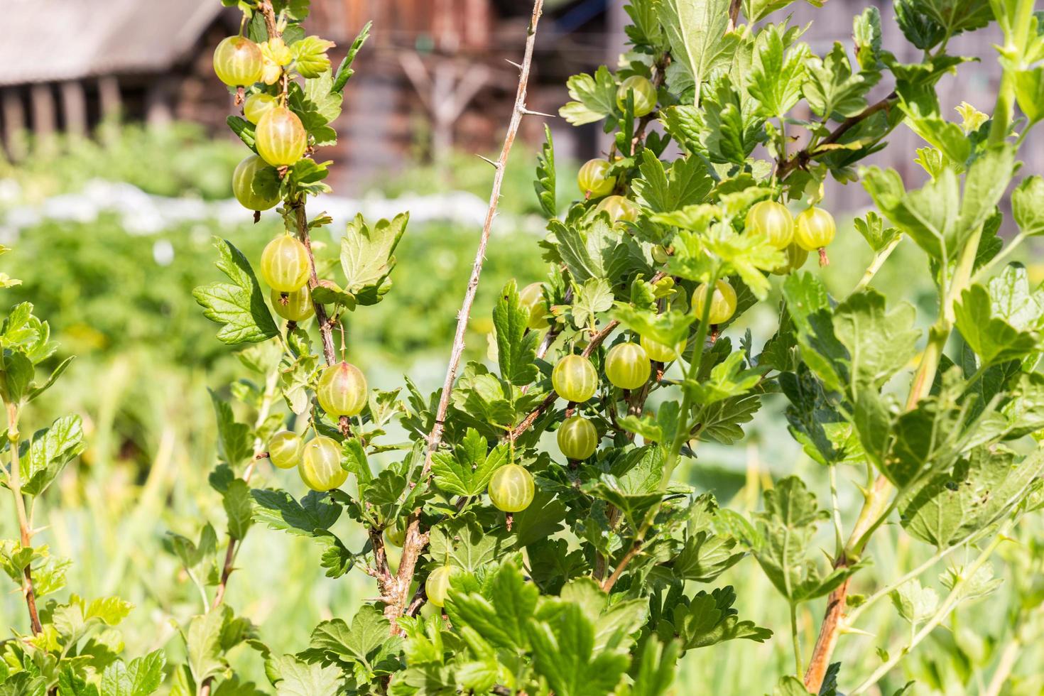 ripening gooseberries on the branch in the garden photo