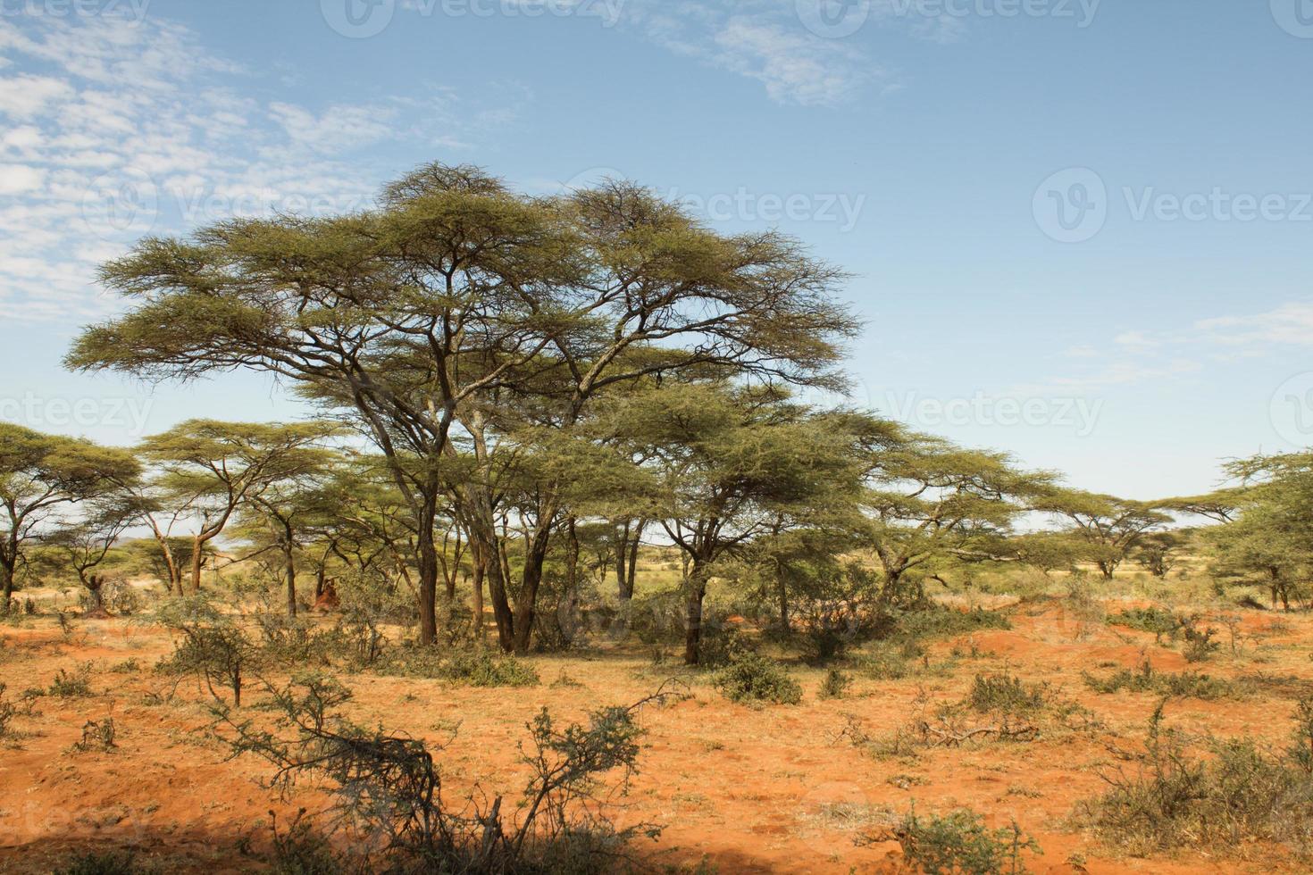 Ethiopian landscape with acacia tree photo