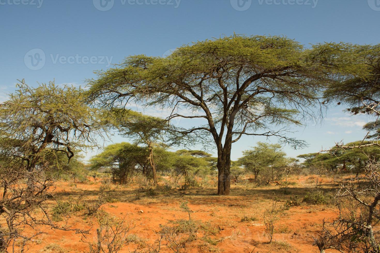 Ethiopian landscape with acacia tree photo