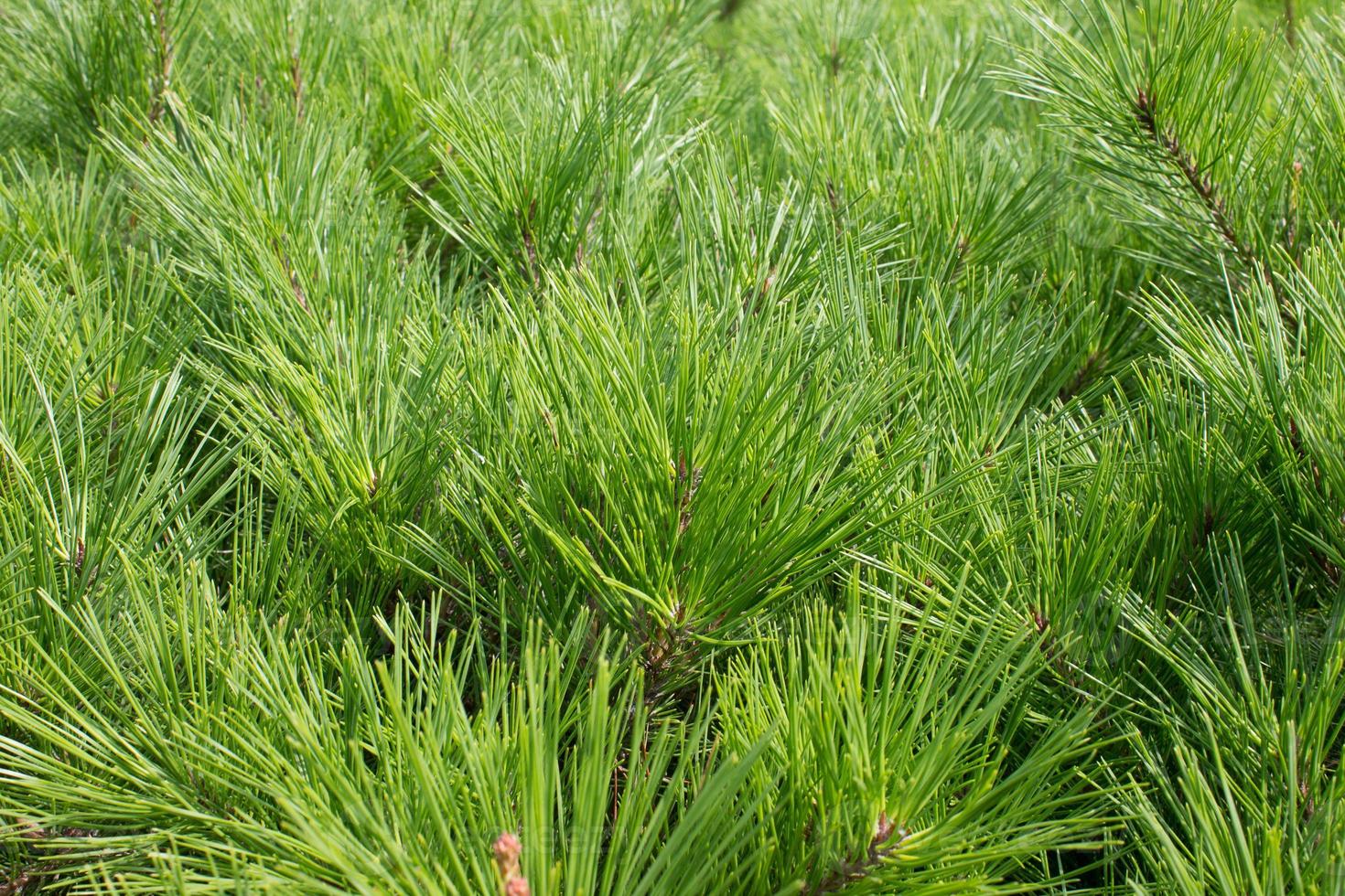 Siberian pine needles background. Natural background and texture. photo
