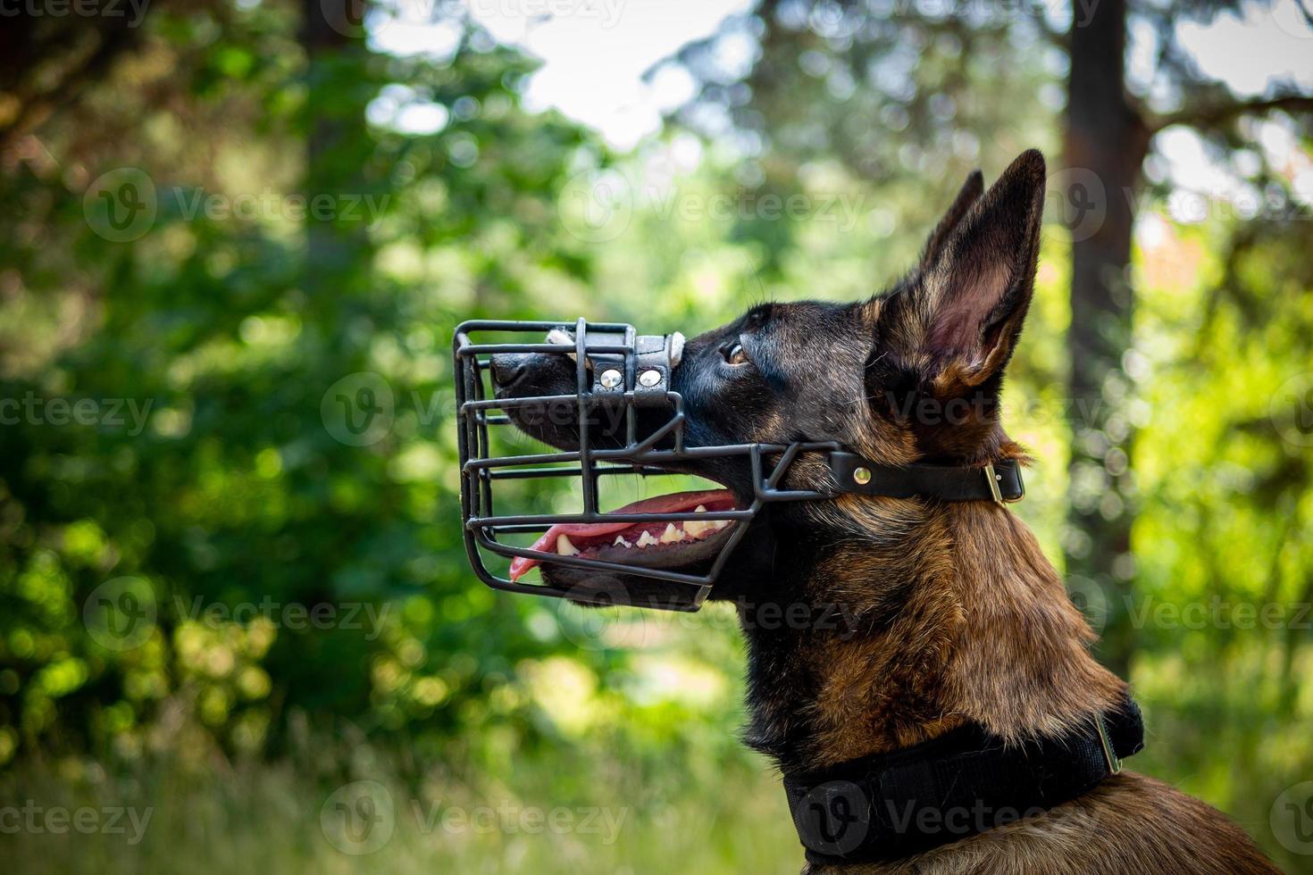 retrato de un perro pastor belga, en un paseo por un parque verde. foto