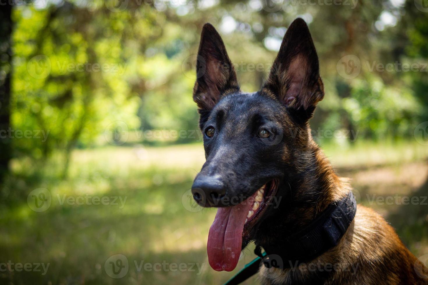 Portrait of a Belgian shepherd dog, on a walk in a green park. photo
