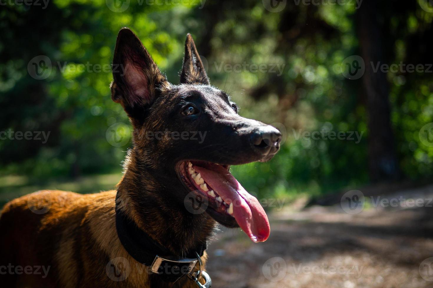 Portrait of a Belgian shepherd dog, on a walk in a green park. photo