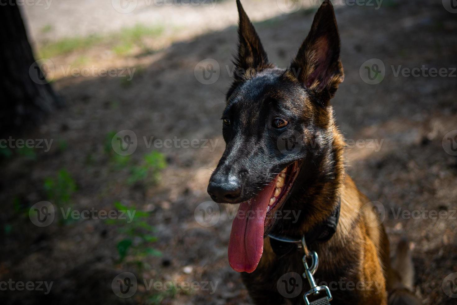 Portrait of a Belgian shepherd dog, on a walk in a green park. photo