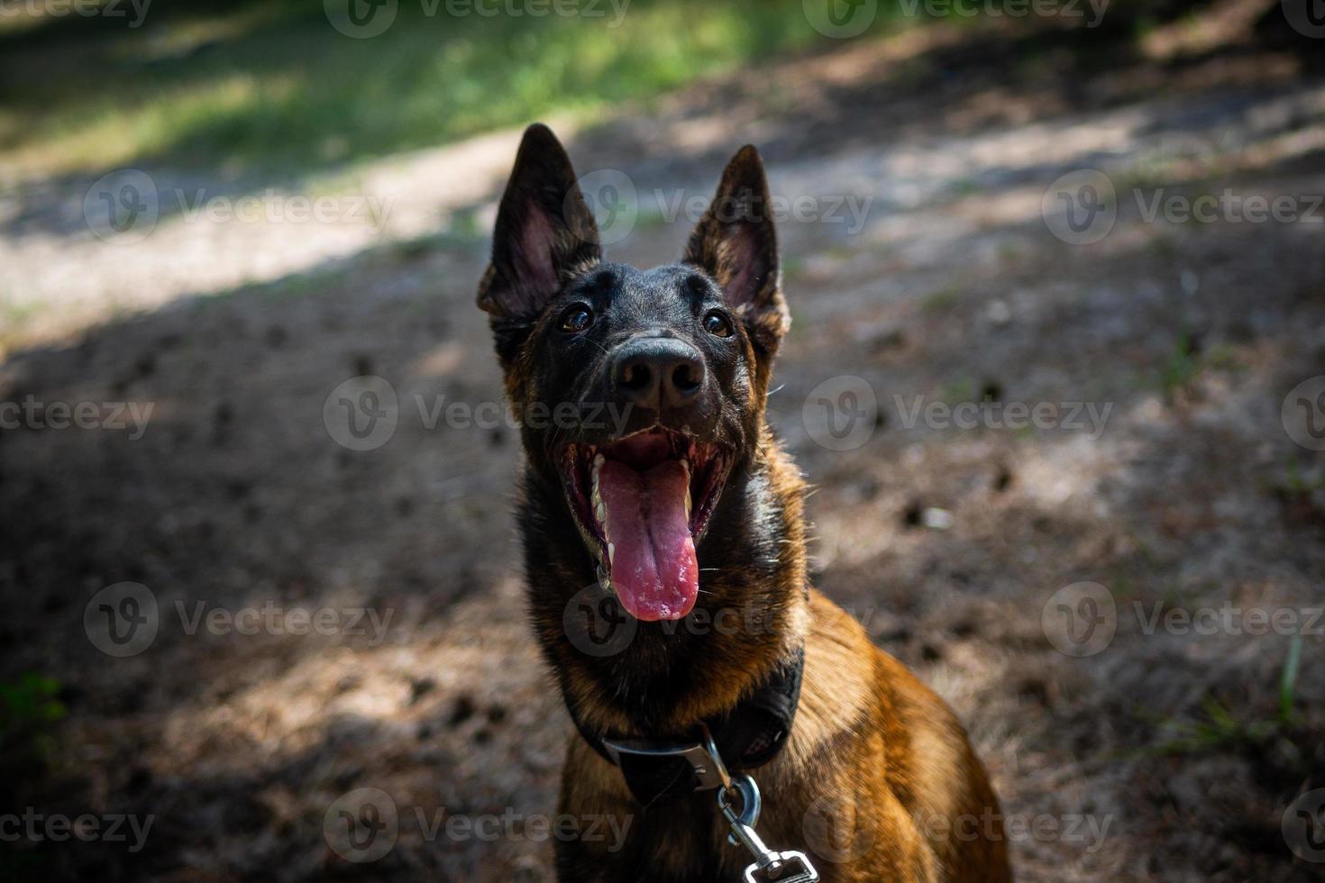 Portrait of a Belgian shepherd dog, on a walk in a green park. photo