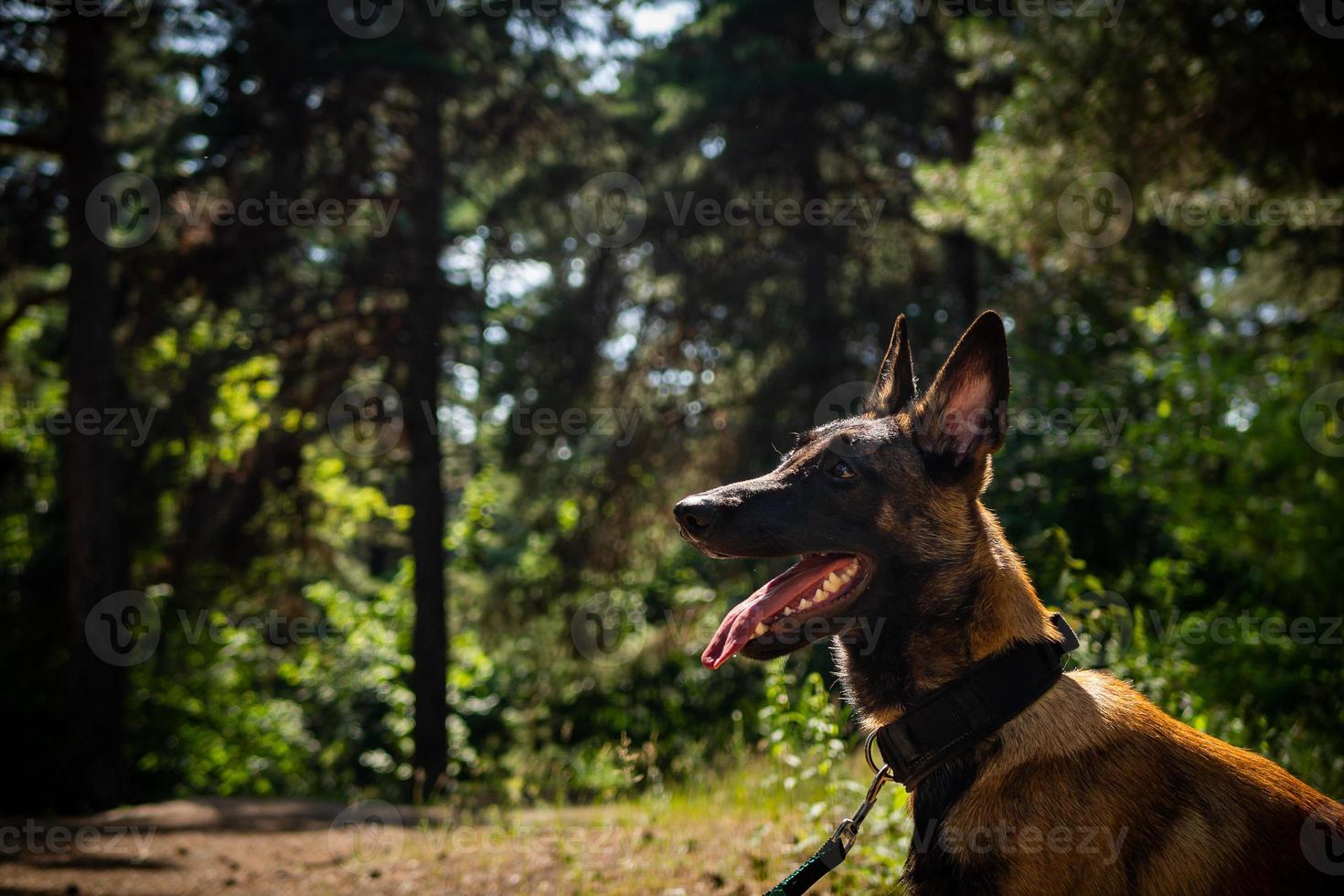 Portrait of a Belgian shepherd dog, on a walk in a green park. photo