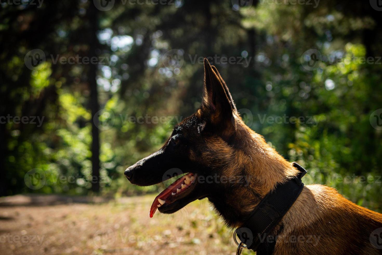 Portrait of a Belgian shepherd dog, on a walk in a green park. photo