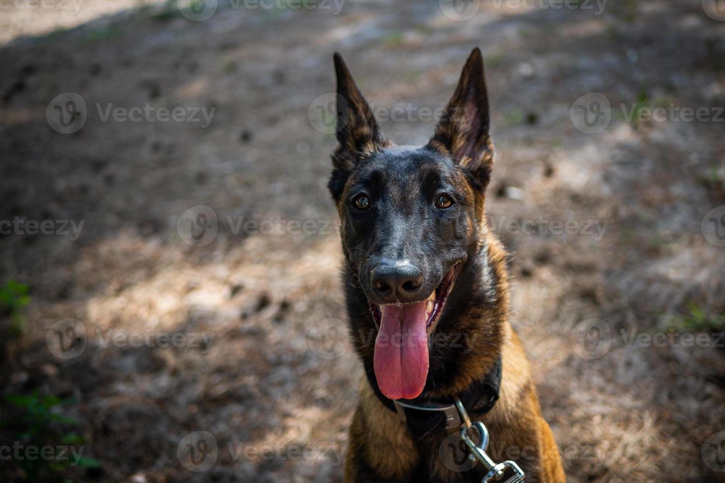 Portrait of a Belgian shepherd dog, on a walk in a green park. photo