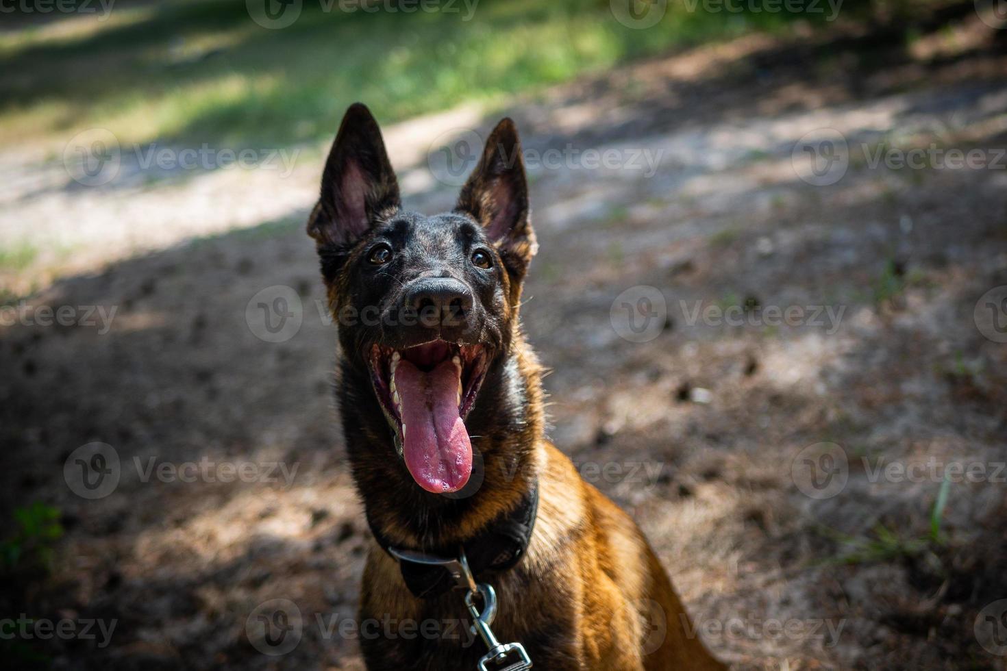 Portrait of a Belgian shepherd dog, on a walk in a green park. photo