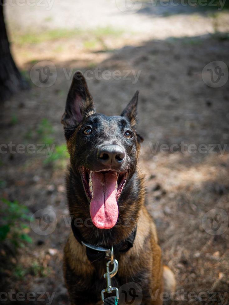 Portrait of a Belgian shepherd dog, on a walk in a green park. photo