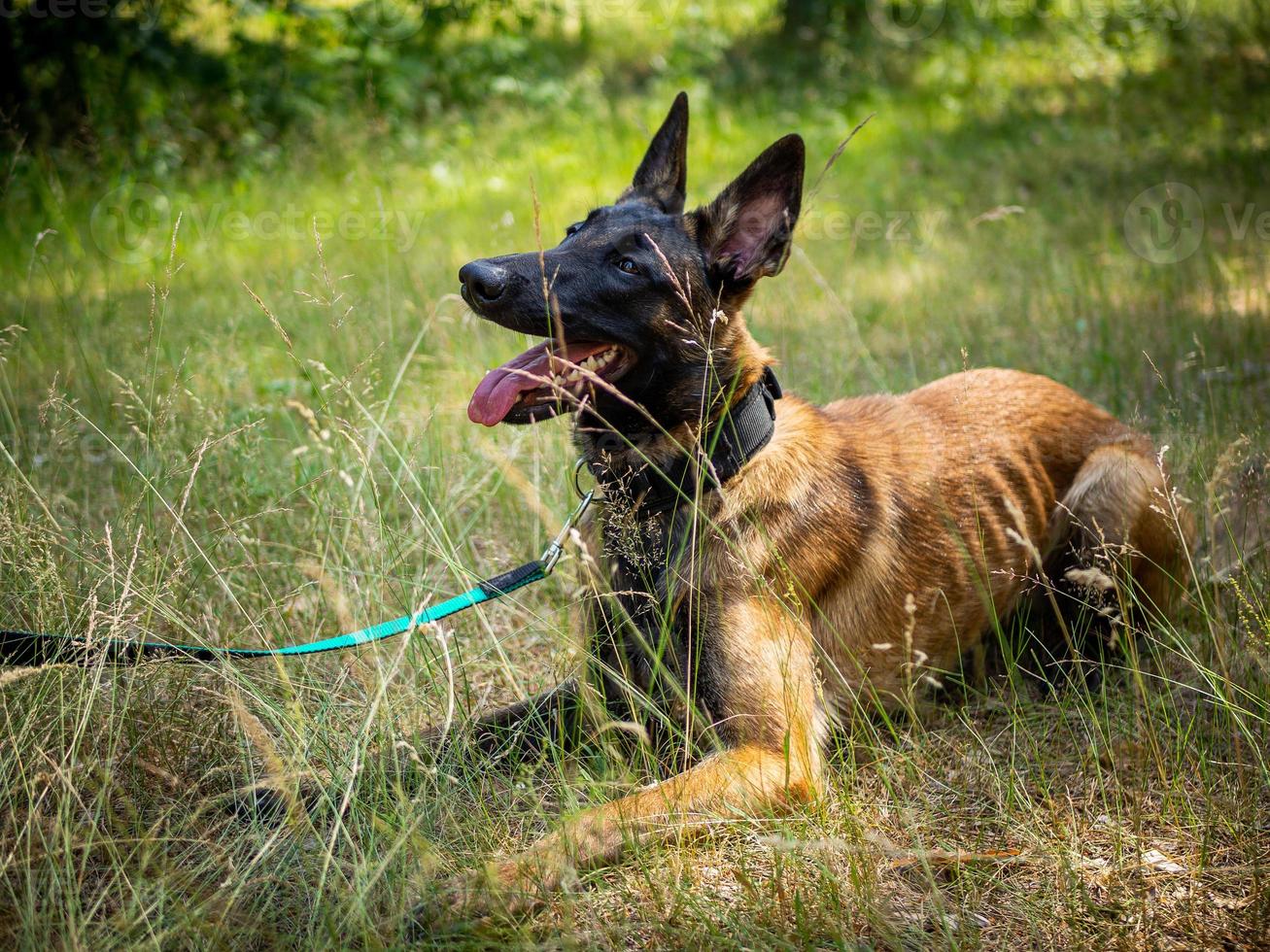 Portrait of a Belgian shepherd dog, on a walk in a green park. photo