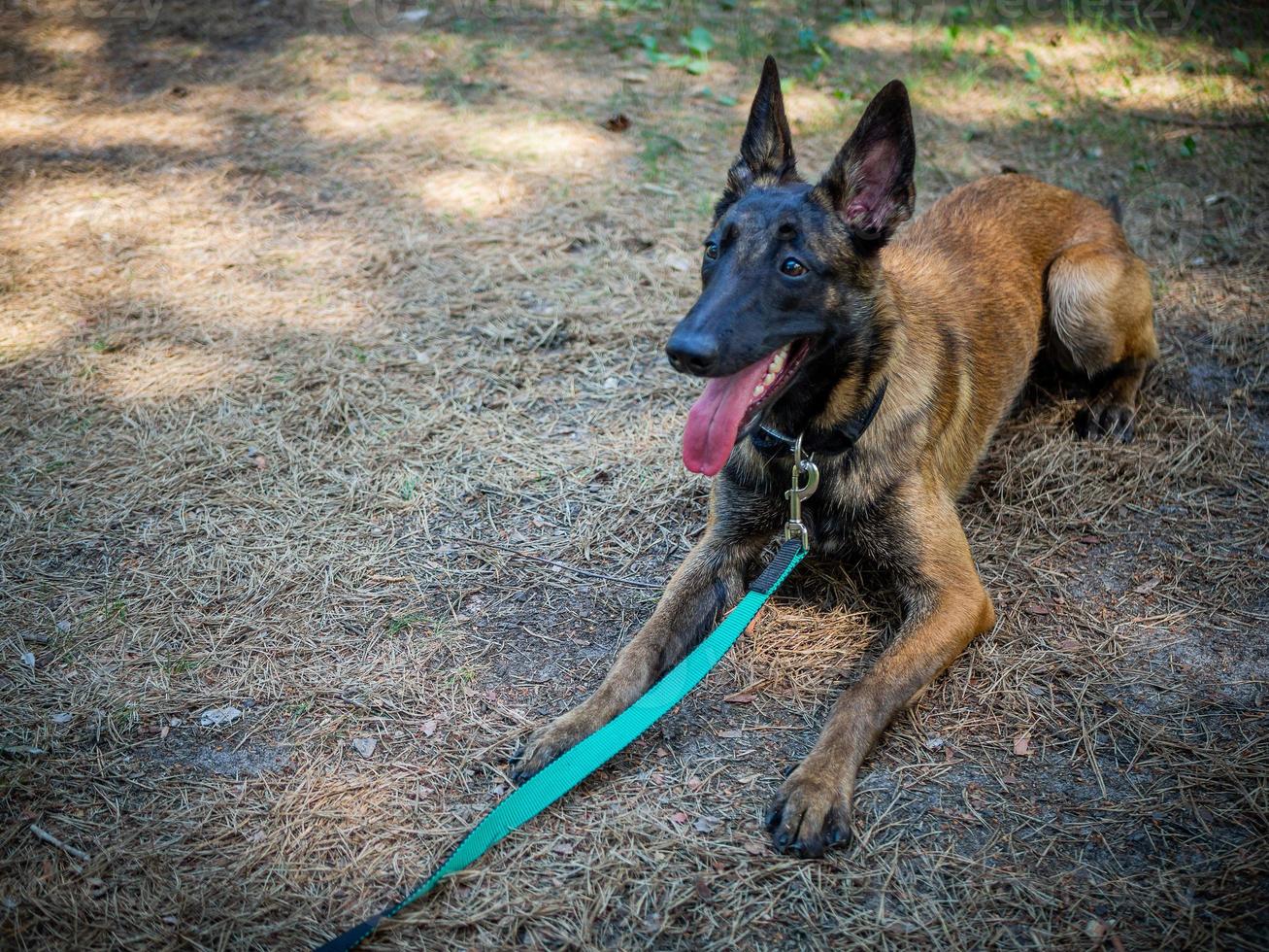 retrato de un perro pastor belga, en un paseo por un parque verde. foto