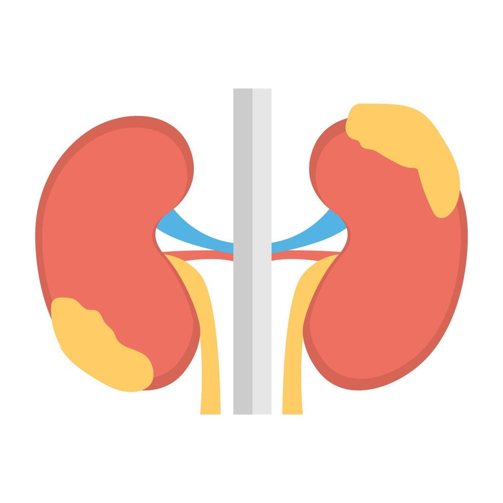 Trendy Kidney Disease vector