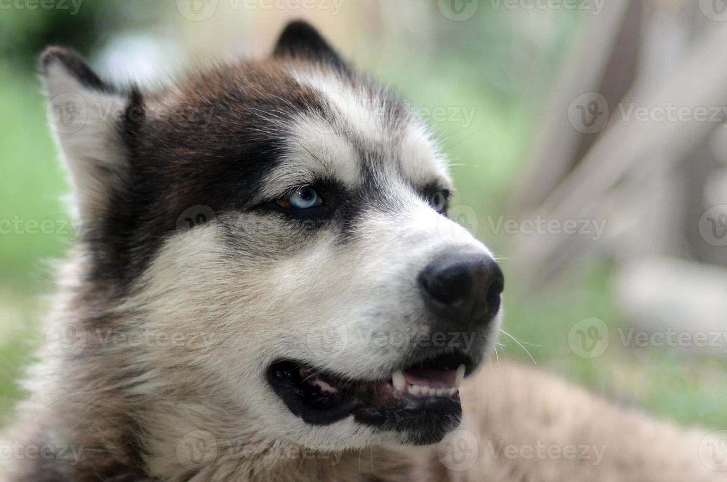 Arctic Malamute with blue eyes muzzle portrait close up. This is a fairly large dog native type photo