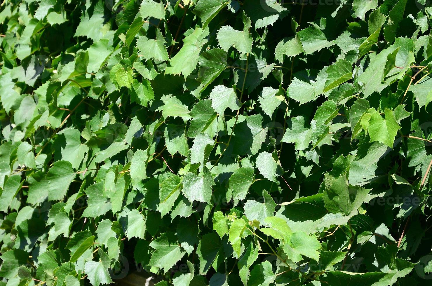 textura de una pared cubierta de hiedra de hojas verdes en un viñedo foto