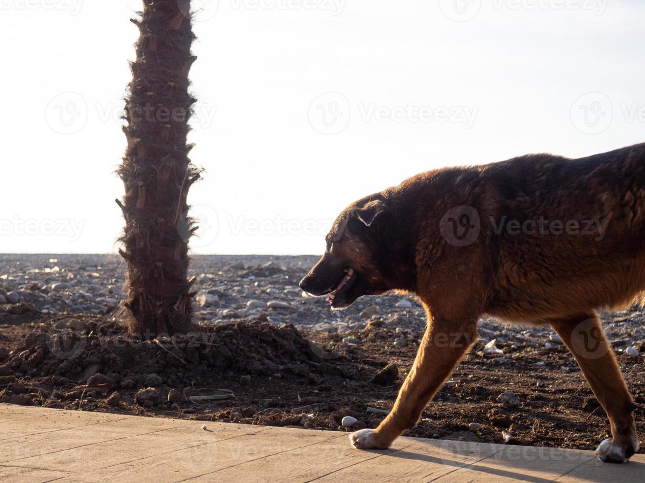 The dog is walking along the seashore. Profile of a dog against the sky. photo