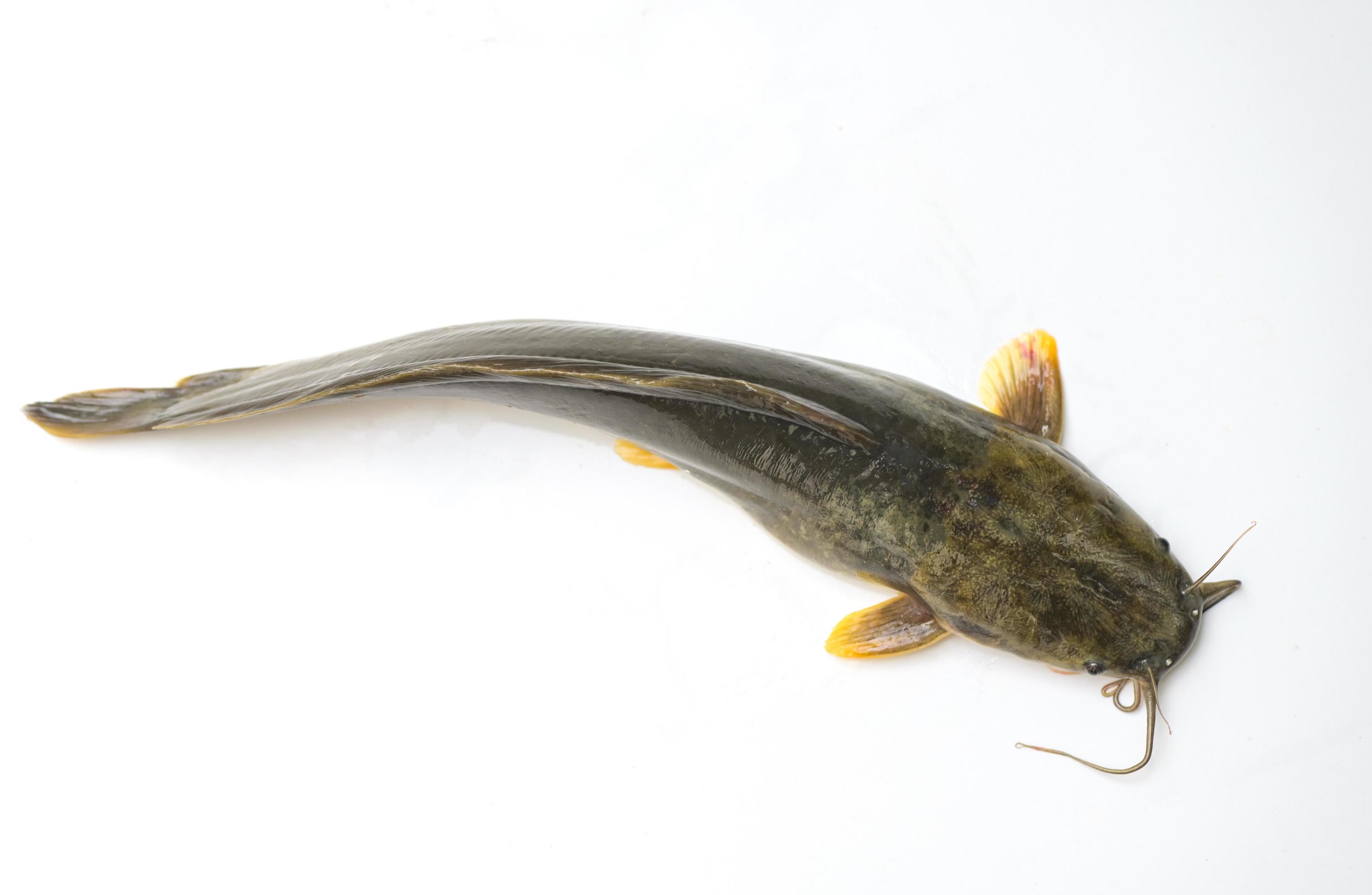 catfish on white background, fresh raw catfish freshwater fish, catfish for  cooking food fish 14943869 Stock Photo at Vecteezy