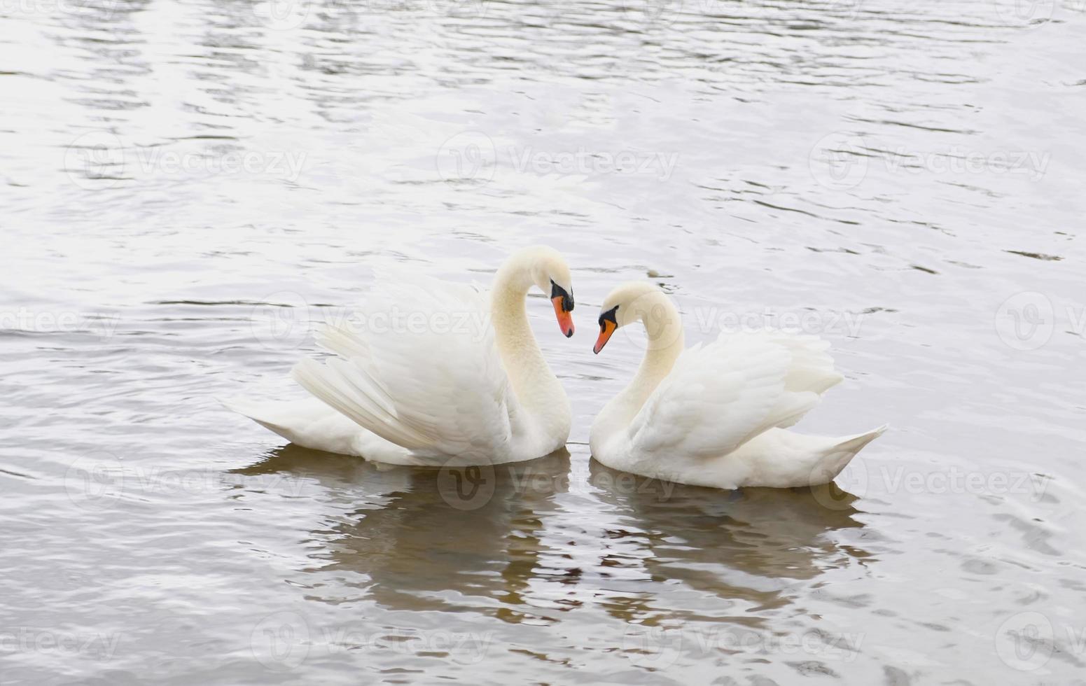 un par de cisnes blancos nadan en el agua. un símbolo de amor y fidelidad son dos cisnes que forman un corazón. paisaje mágico con aves silvestres - cygnus olor. imagen tonificada, banner, espacio de copia. foto