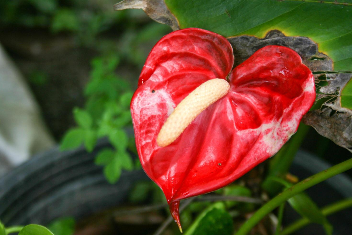 flores de anthurium y gotas de rocío matutino hojas verdes foto