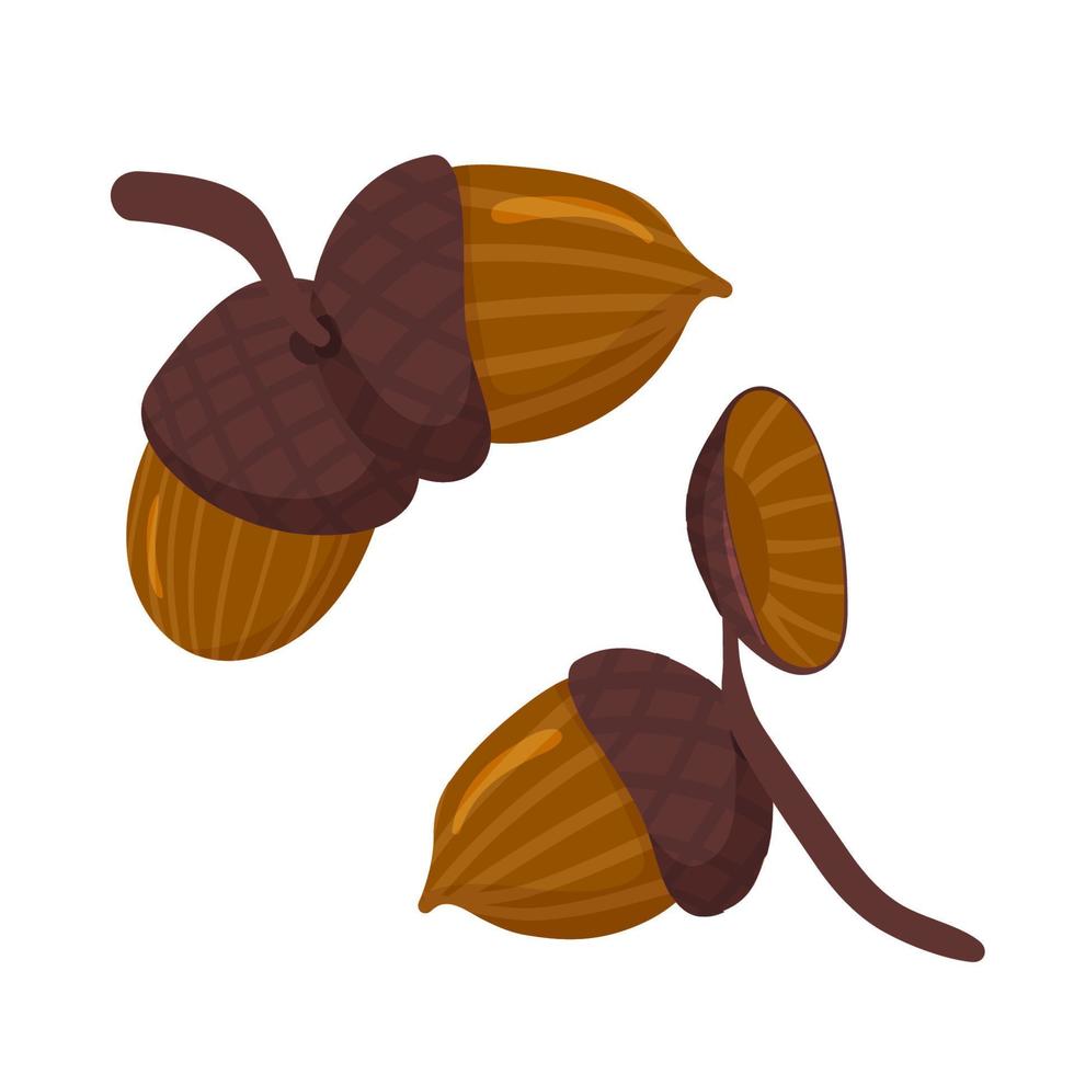 Acorn the fruit of the oak tree, a smooth oval nut in a rough cup shaped base. Cartoon vector illustration.
