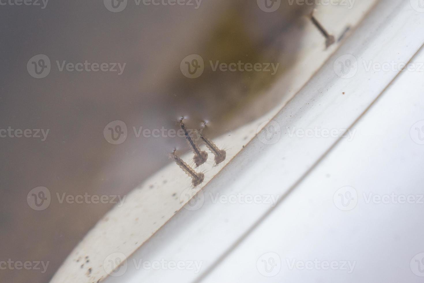 Larvas de mosquito en agua estancada de cerca foto