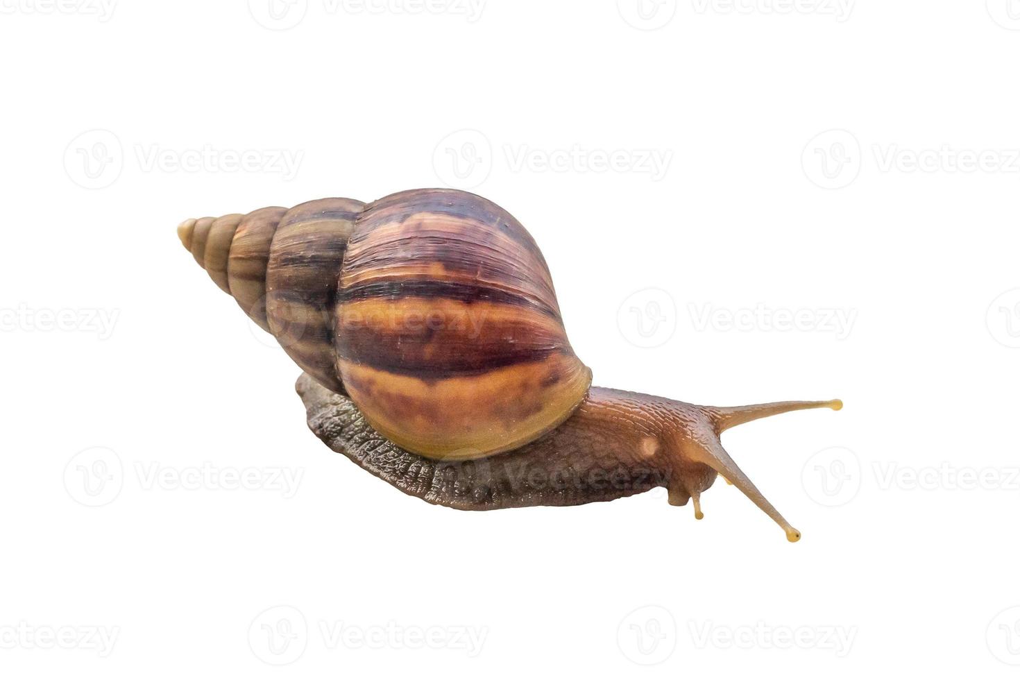big helix snail isolated on white background photo