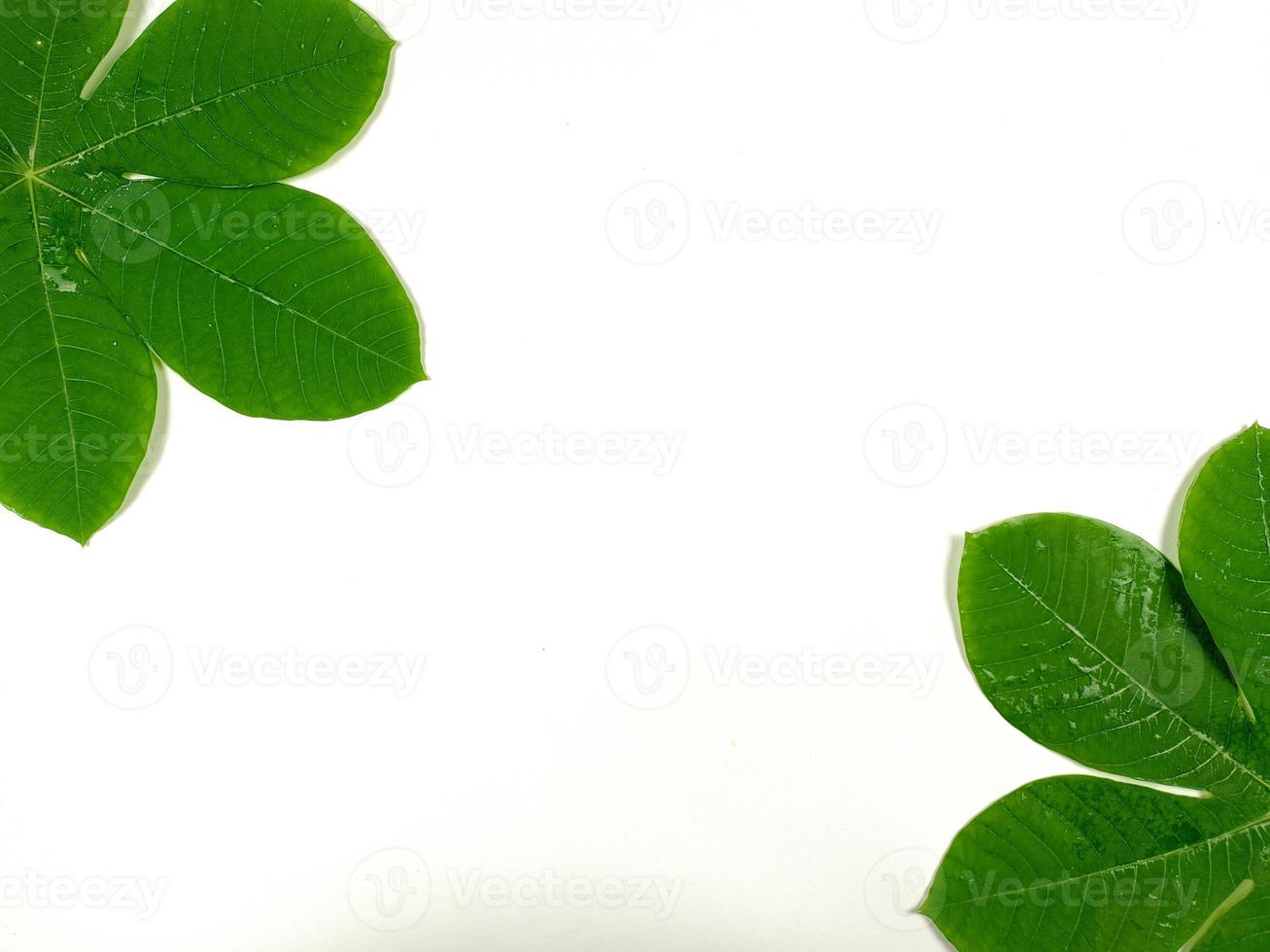 Green tropical leaves are placed on a white background with part of the leaf layout and copy space. photo