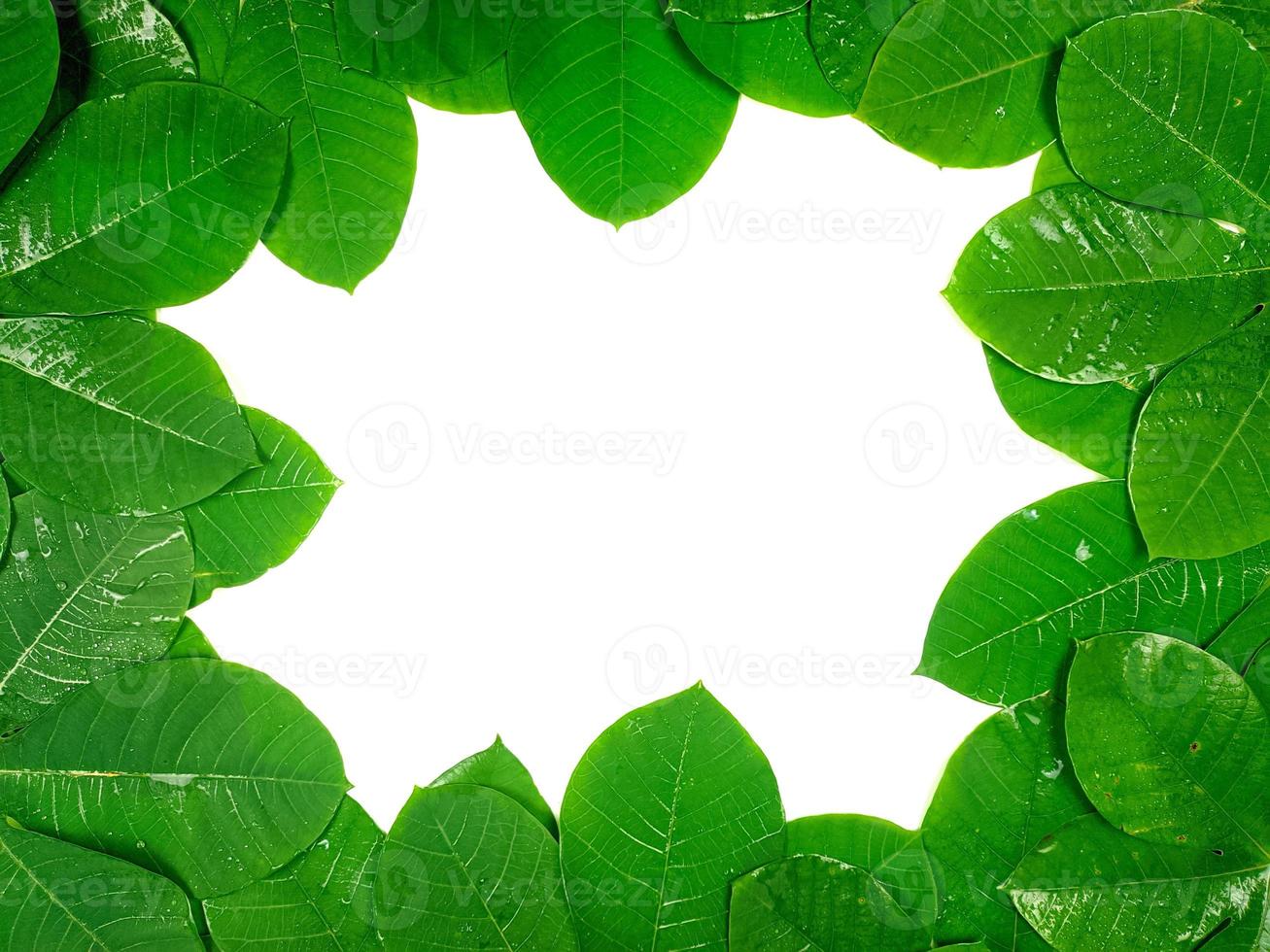 Green tropical leaves are placed on a white background with part of the leaf layout and copy space in the center. photo