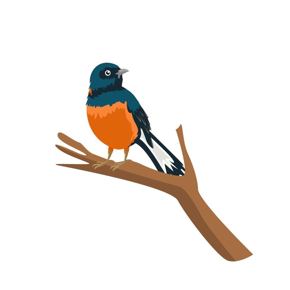 vector de diseño de pájaro urraca oriental robin sobre fondo blanco. ilustración vectorial en capas fácil de editar.