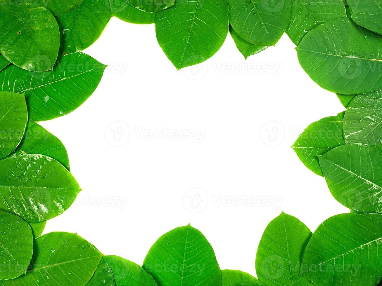 Green tropical leaves are placed on a white background with part of the leaf layout and copy space in the center. photo