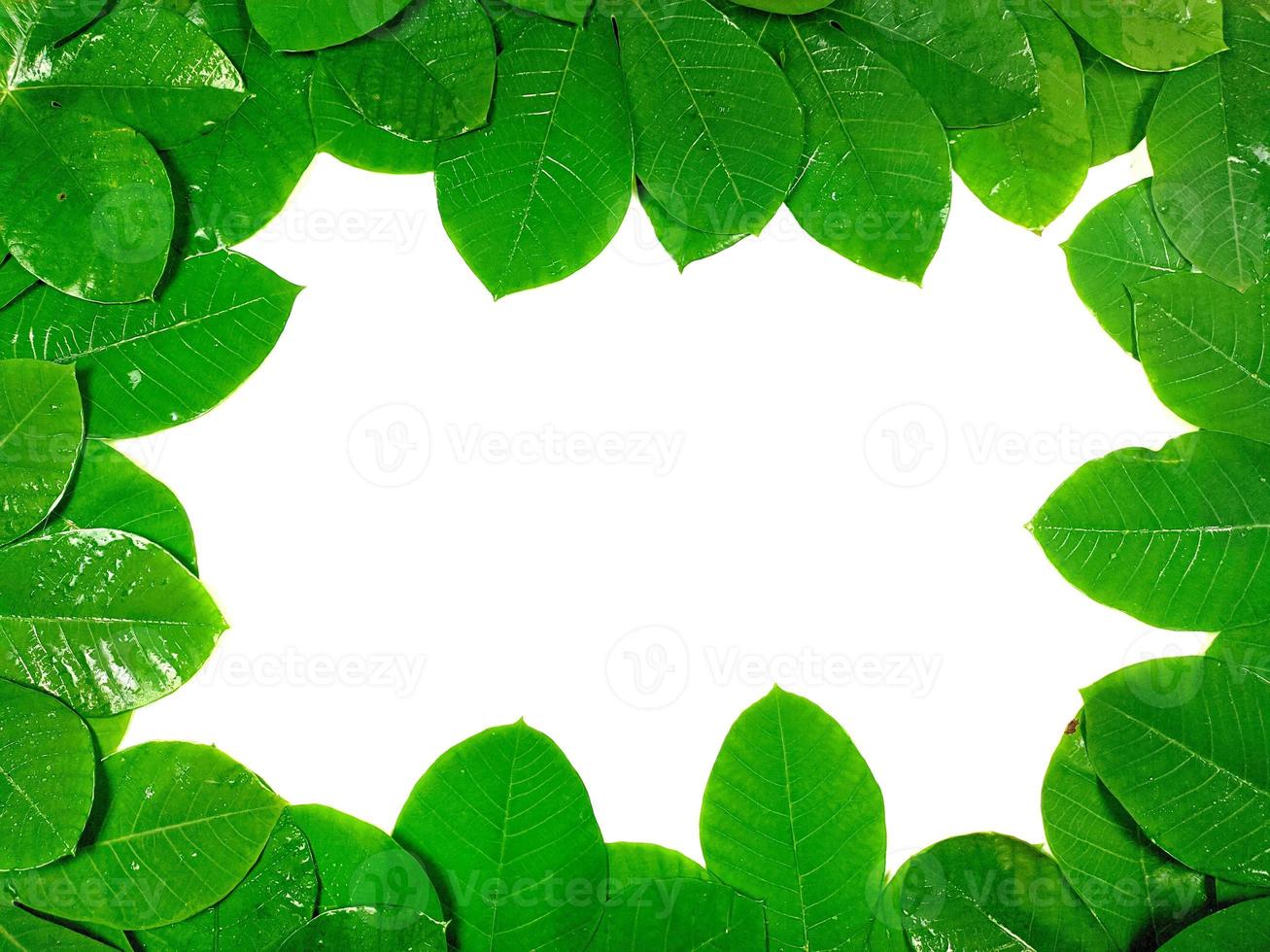 Green tropical leaves are placed on a white background with part of the leaf layout and copy space in the center. photo