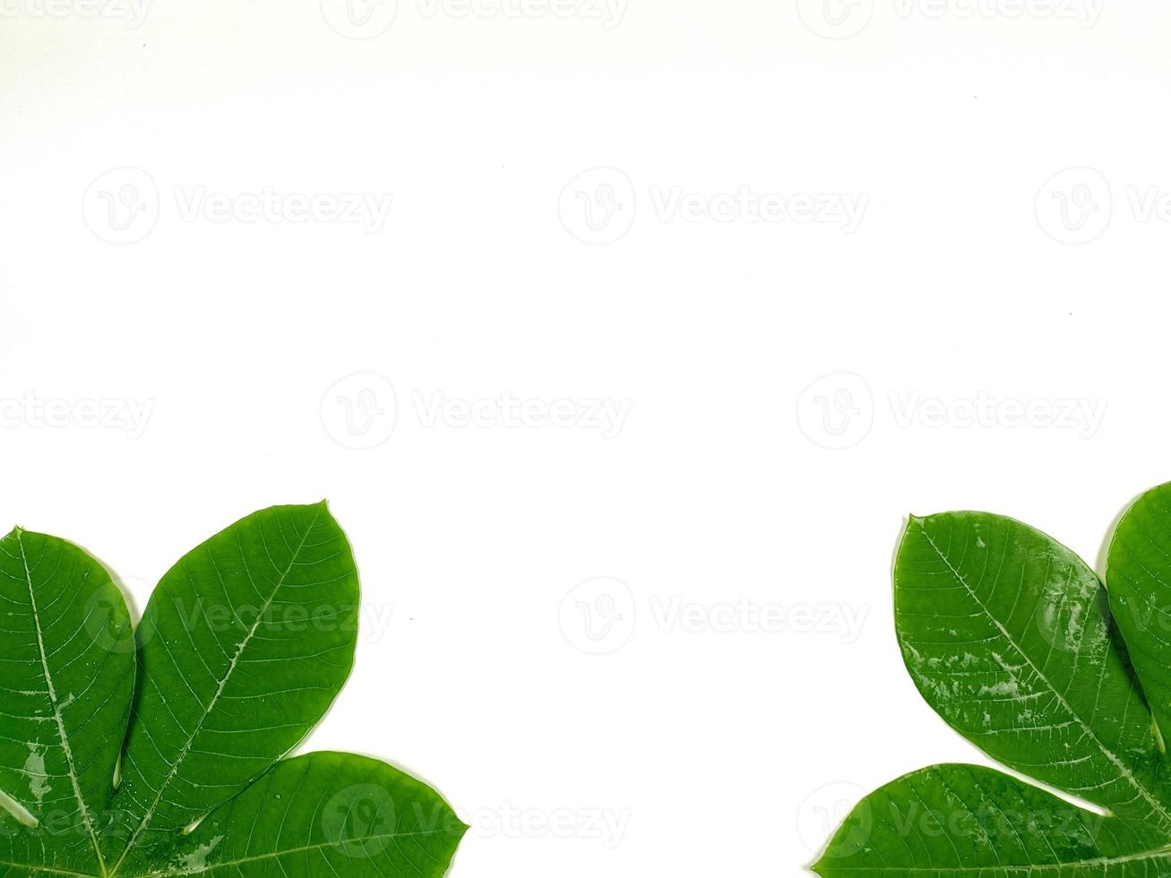 Green tropical leaves are placed on a white background with part of the leaf layout and copy space. photo