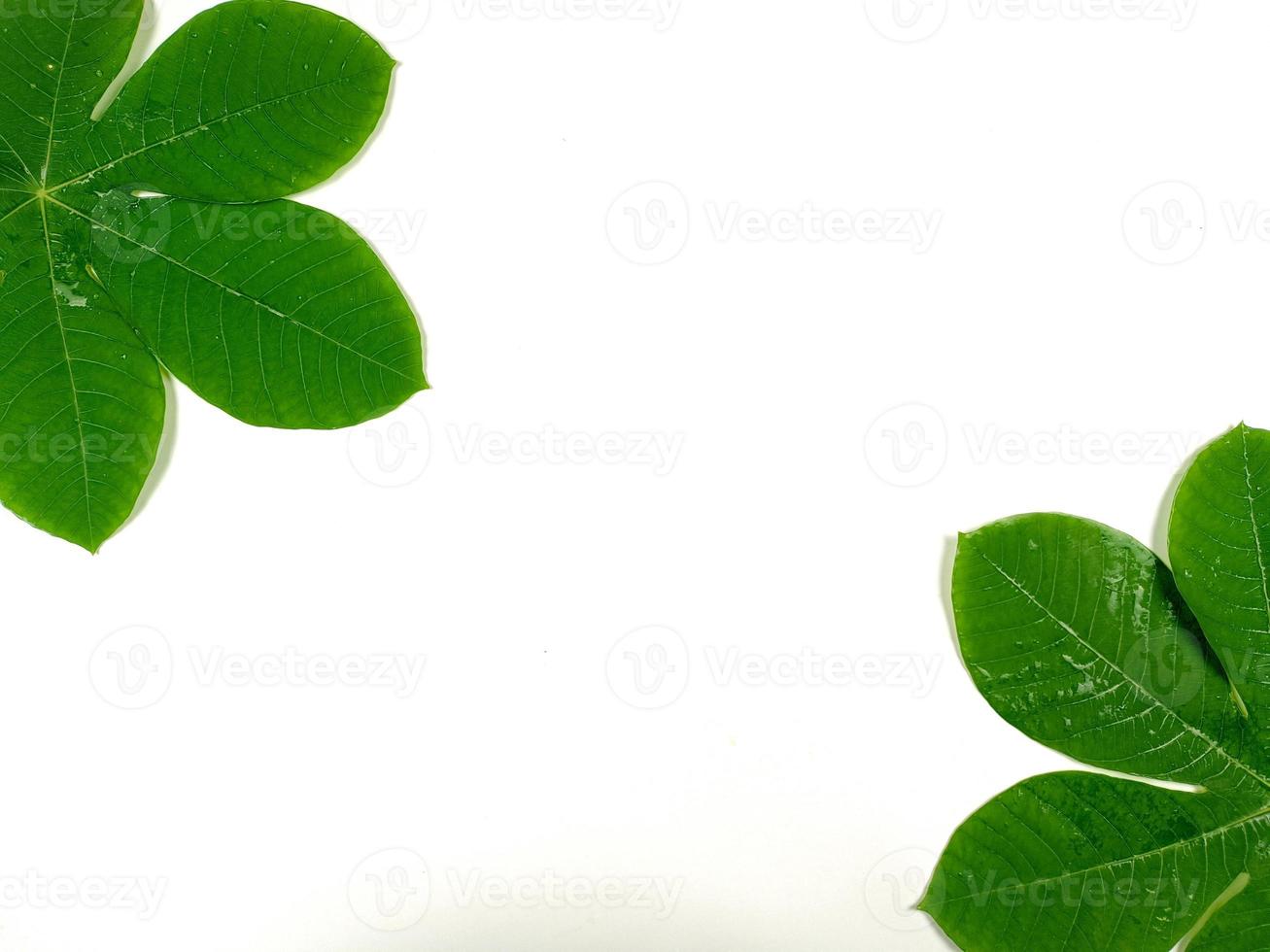 Green tropical leaves are placed on a white background with part of the leaf layout and copy space. photo