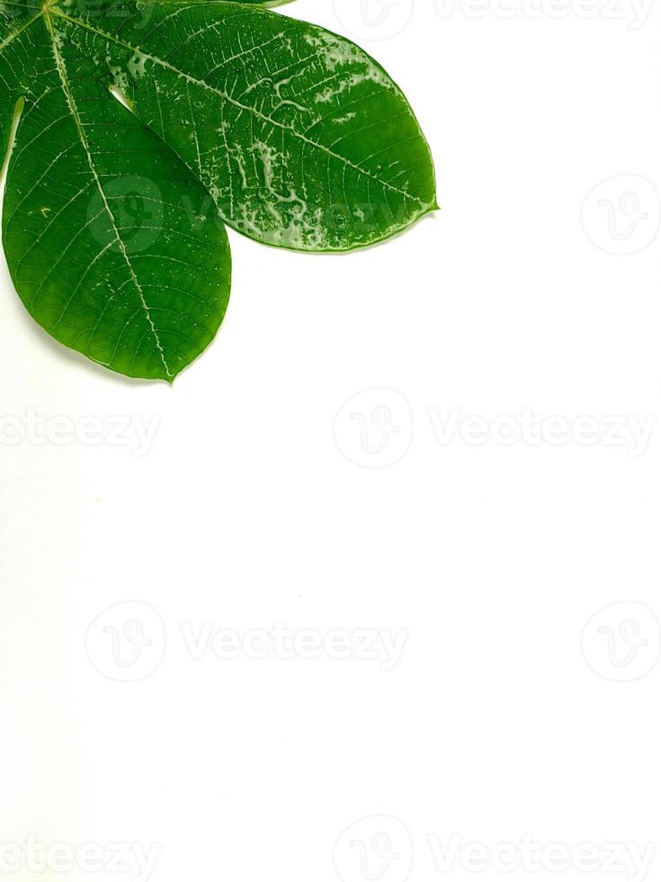 potret. Autumn leaves are placed on a white background with part of the leaf layout and copy space. photo