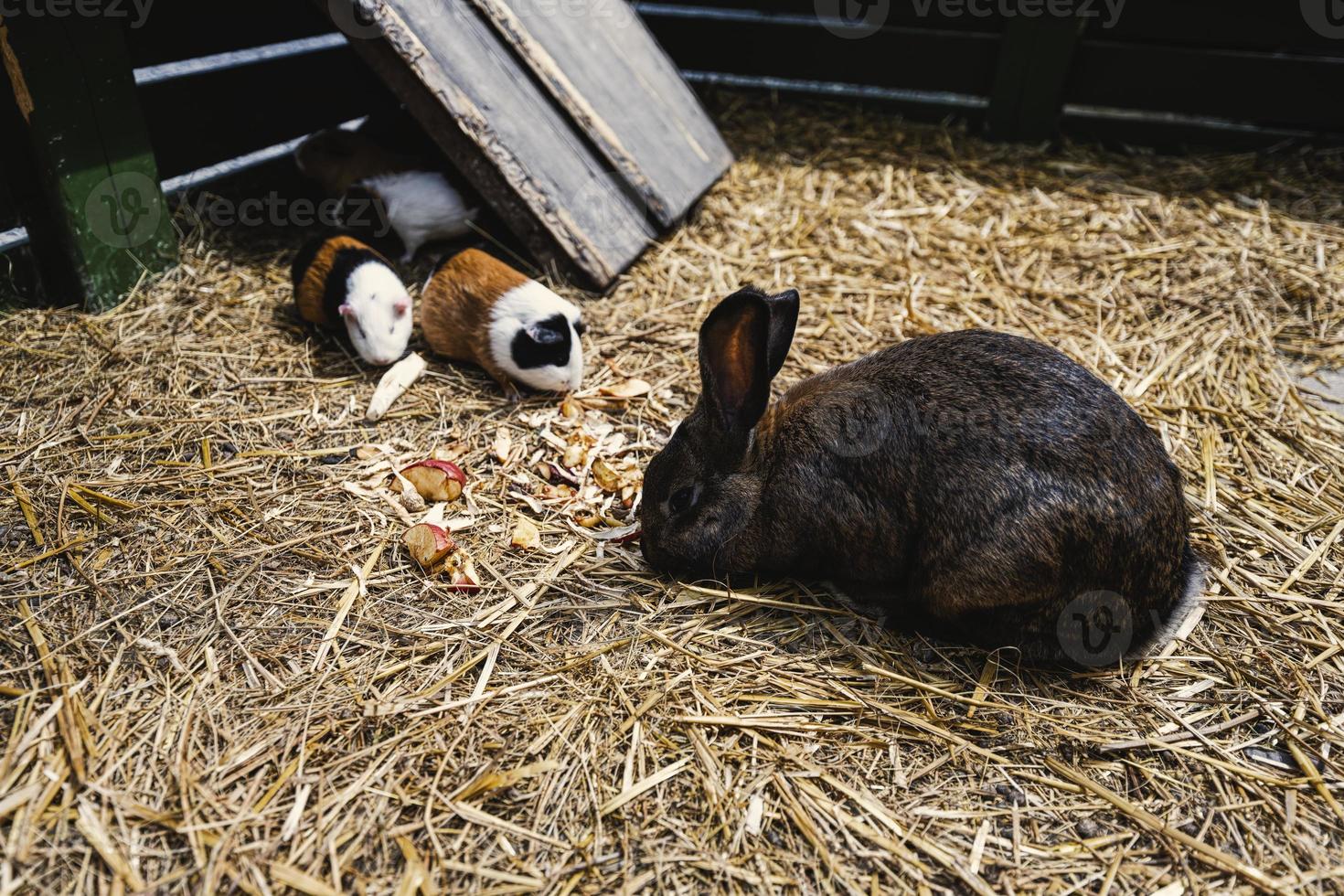 Rabbit and guinea pigs eat together photo