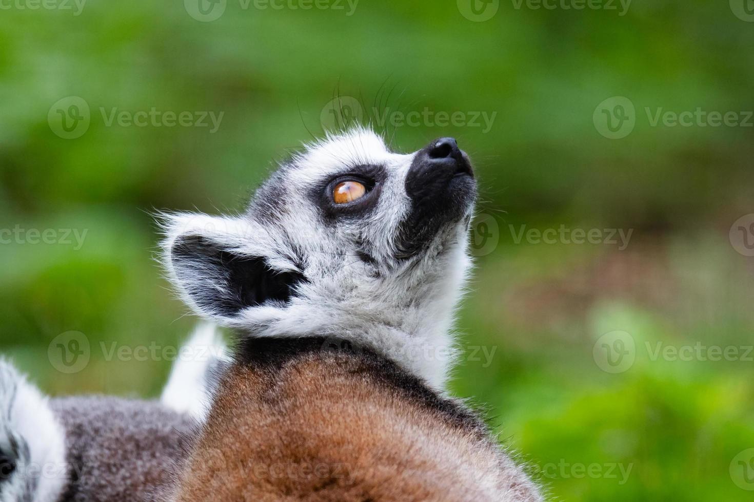 Ring-tailed lemur monkey. Mammal and mammals. Land world and fauna. Wildlife and zoology. photo
