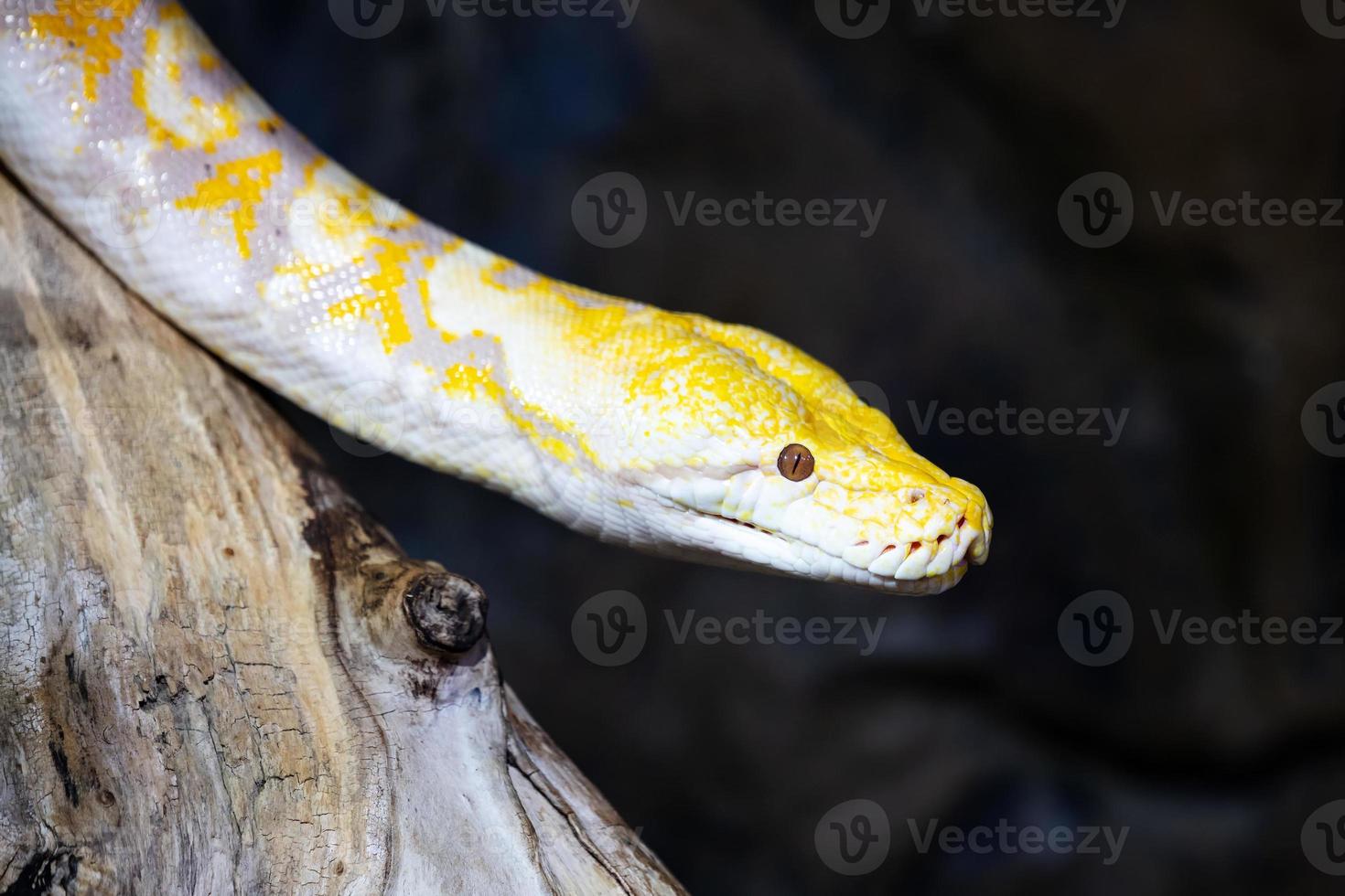 Burmese python snake. Reptile and reptiles. Amphibian and Amphibians. Tropical fauna. Wildlife and zoology. photo