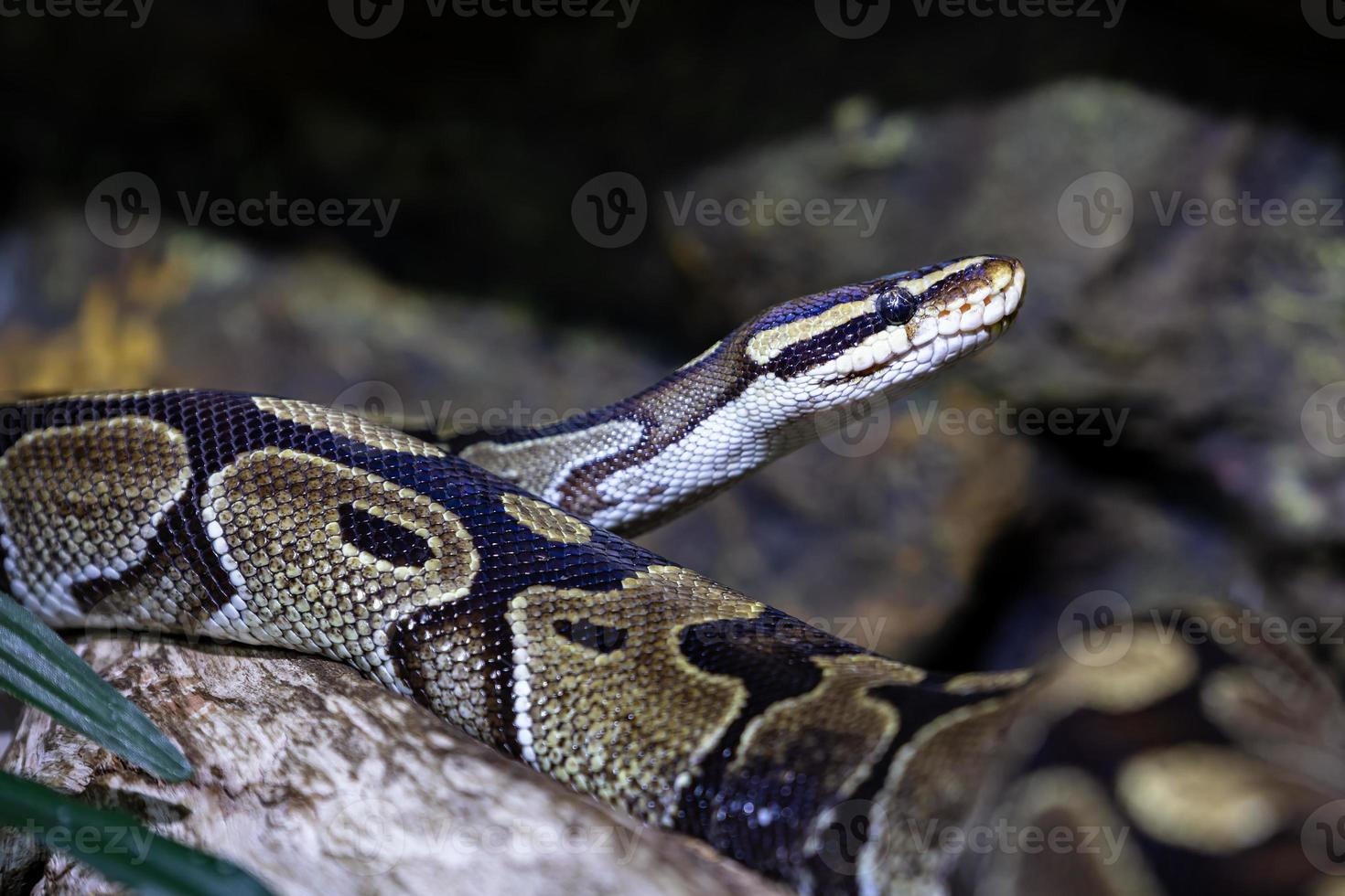 Ball python snake. Reptile and reptiles. Amphibian and Amphibians. Tropical fauna. Wildlife and zoology. photo