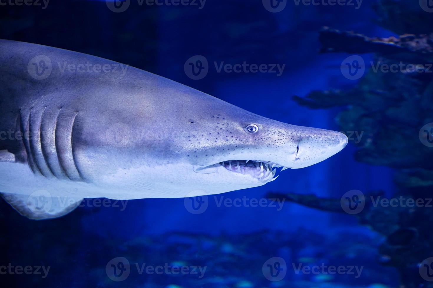 Shark in the water. Aquatic creature. Water world. Sea, ocean, lake and river fauna. Zoo and zoology. photo