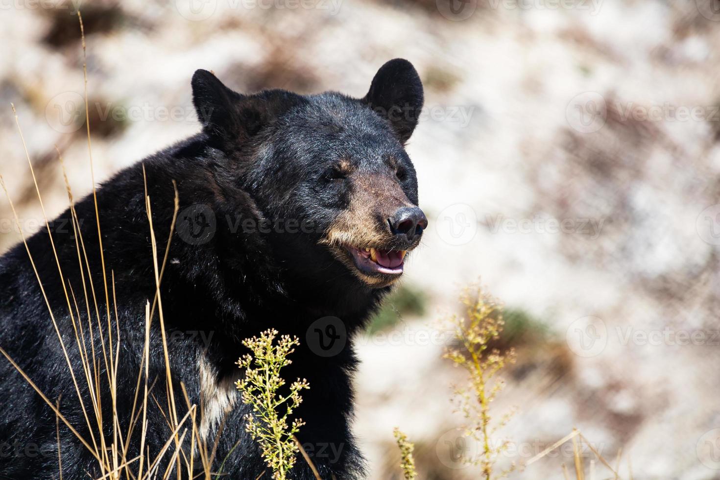 American black bear. Mammal and mammals. Land world and fauna. Wildlife and zoology. photo