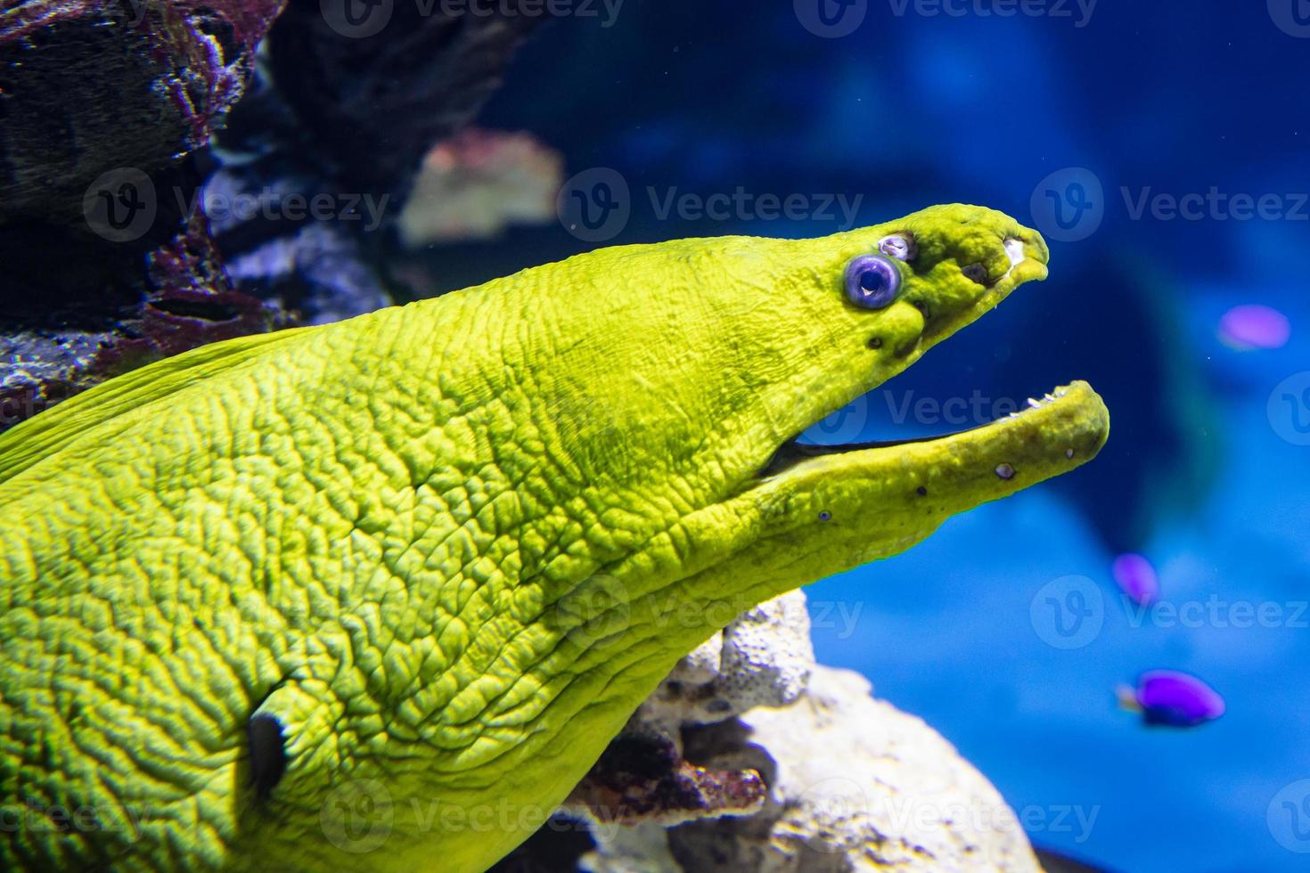 Morena mediterránea en el agua. criatura acuática. mundo acuático. Fauna marina, oceánica, lacustre y fluvial. zoológico y zoología. foto