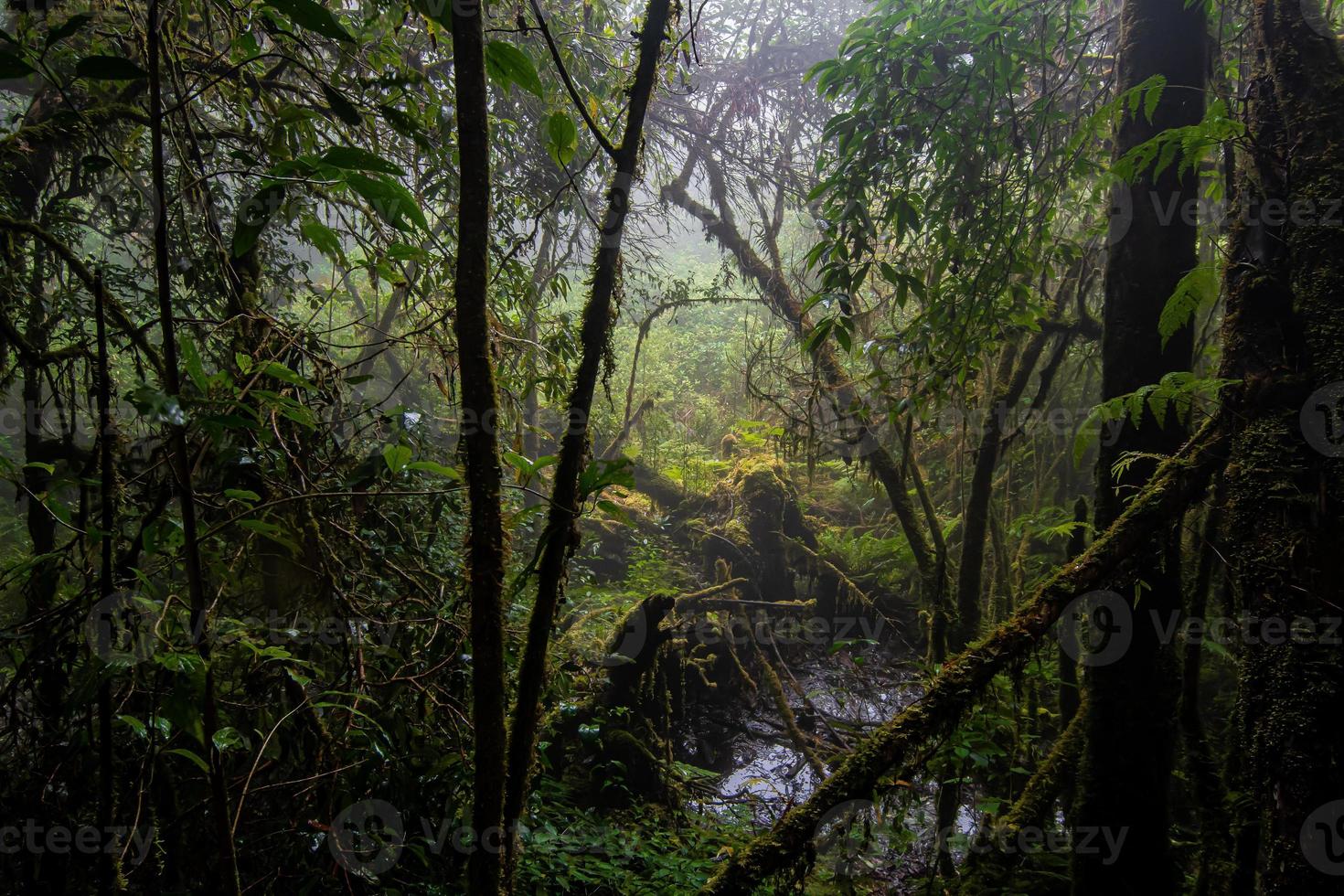 hermosa selva tropical en el sendero natural ang ka en el parque nacional doi inthanon, tailandia foto