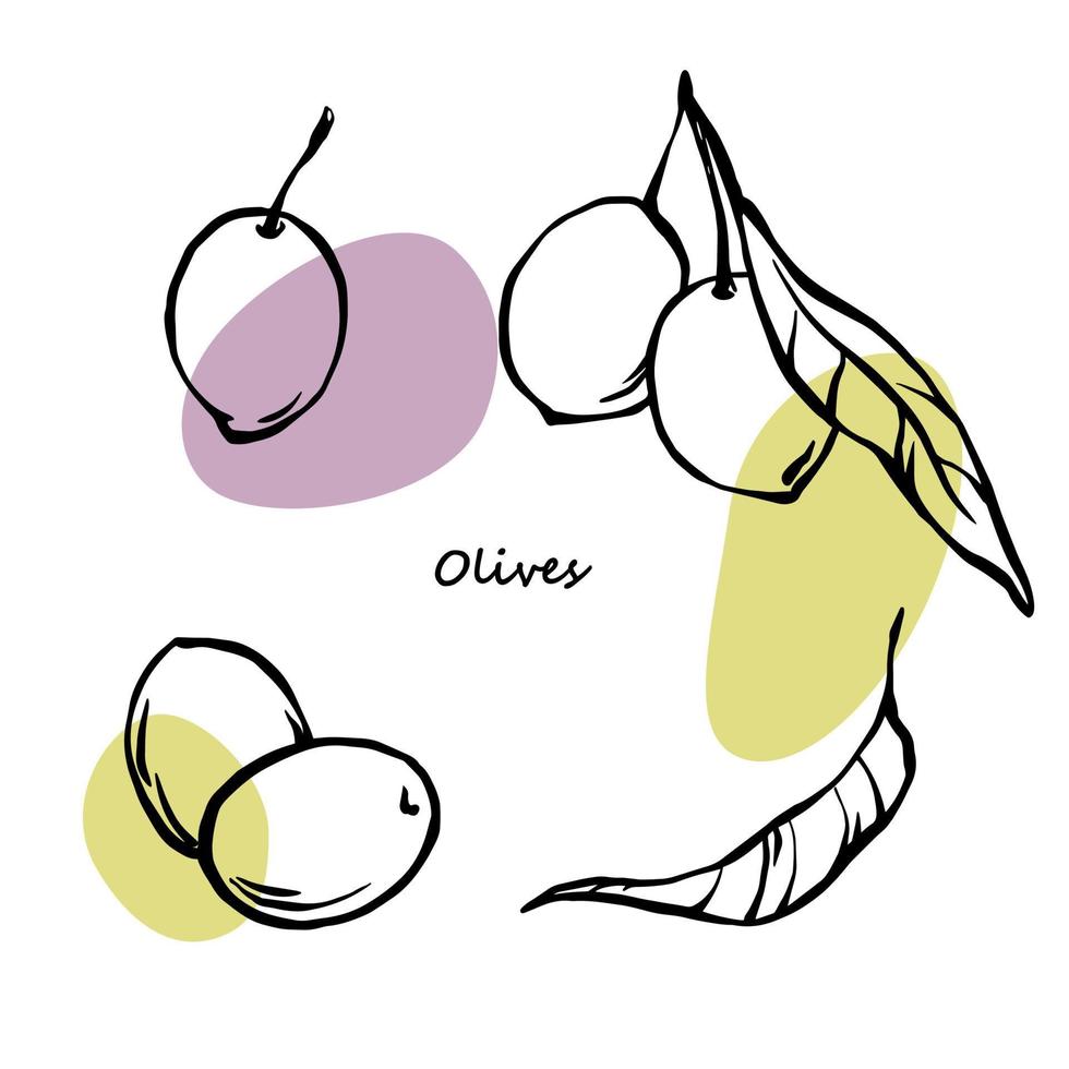 dibujo vectorial de contorno de aceitunas con manchas de color verde y púrpura. conjunto de ilustraciones dibujadas a mano de elementos de diseño para aceite de oliva, paquete de cosméticos orgánicos. vector